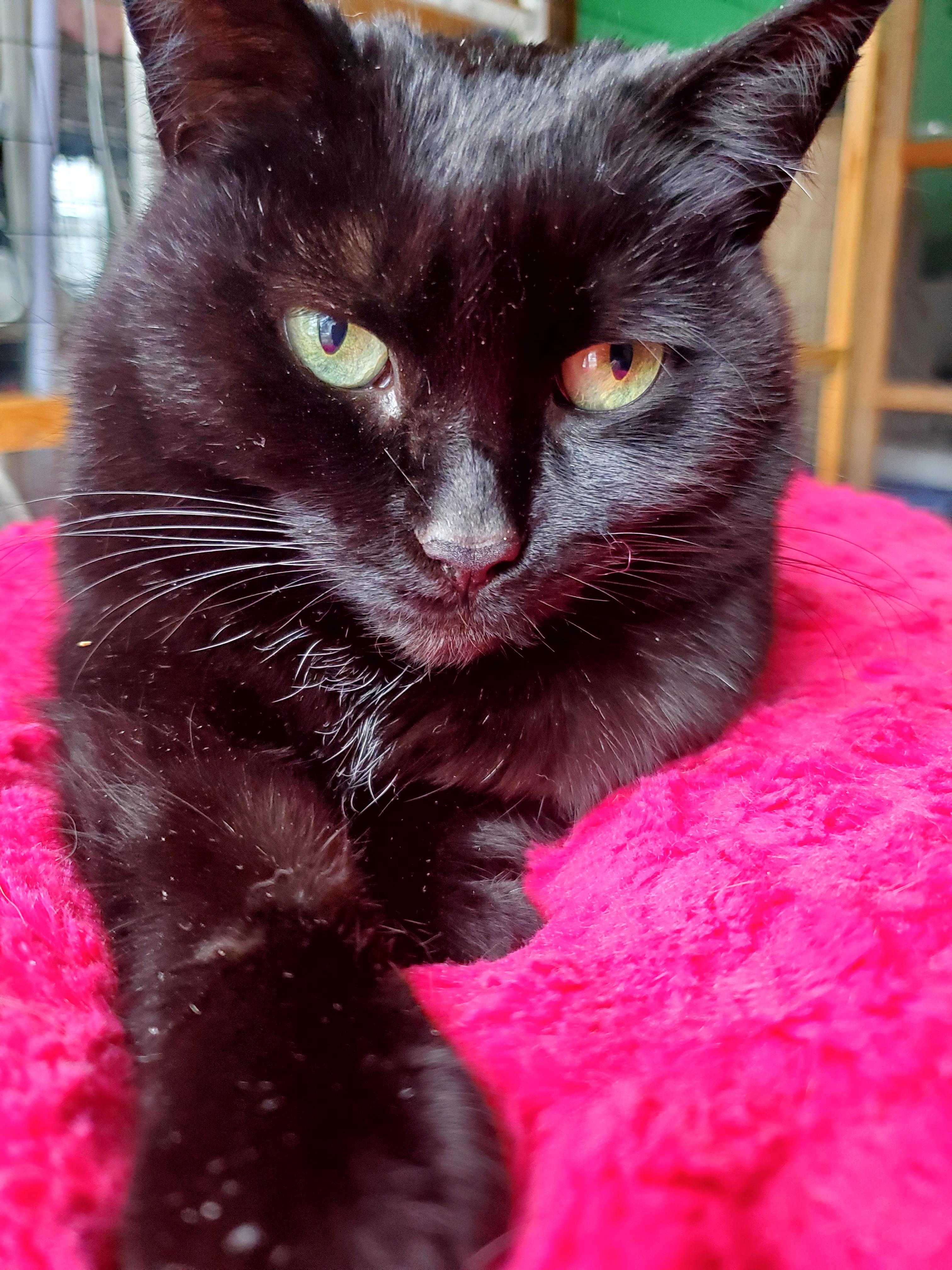 Rose, Adoptable, Adult Female Domestic Medium Hair.