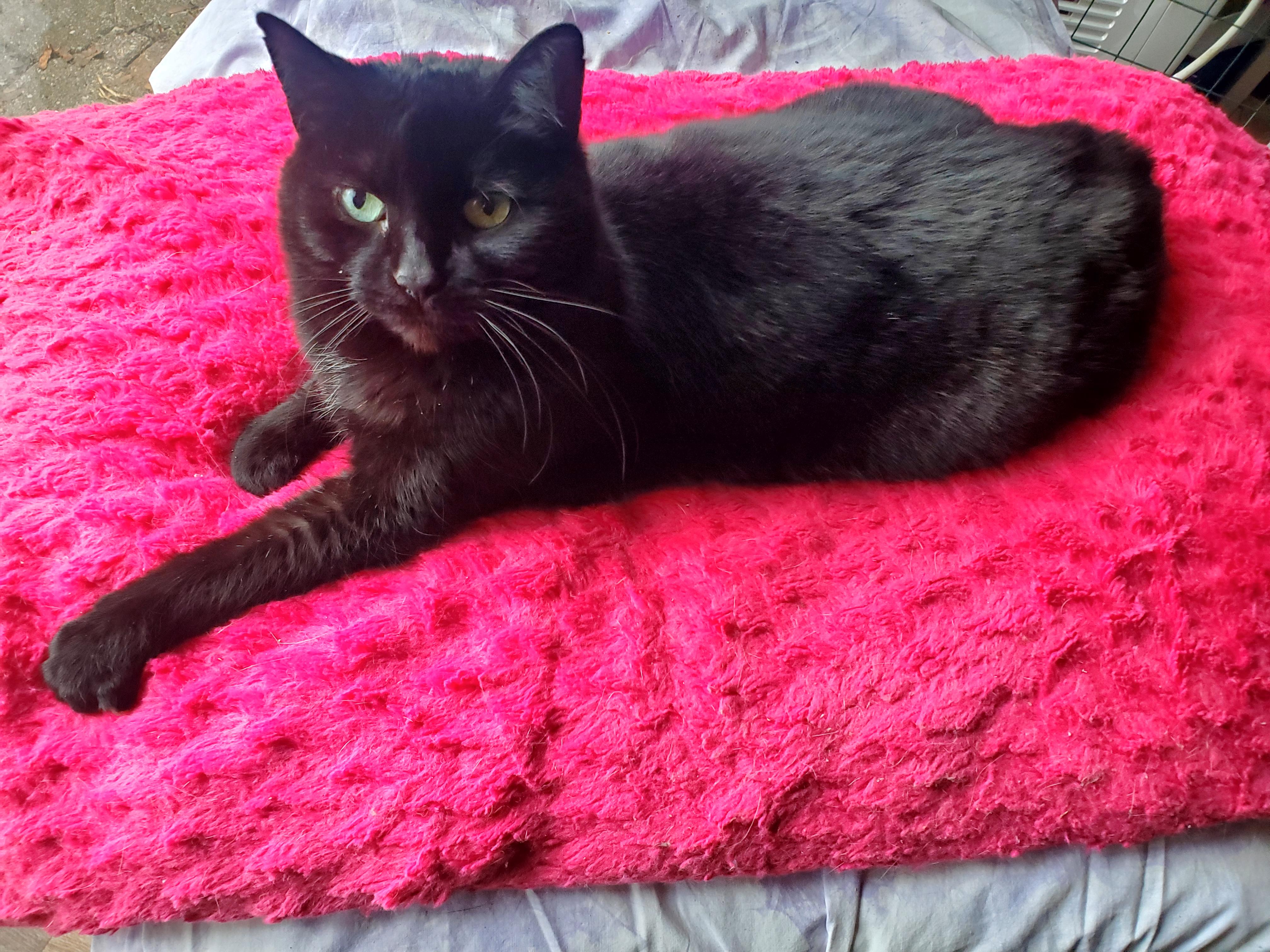 Rose, a Adoptable Domestic Medium Hair in Gladwin, MI image 3/6