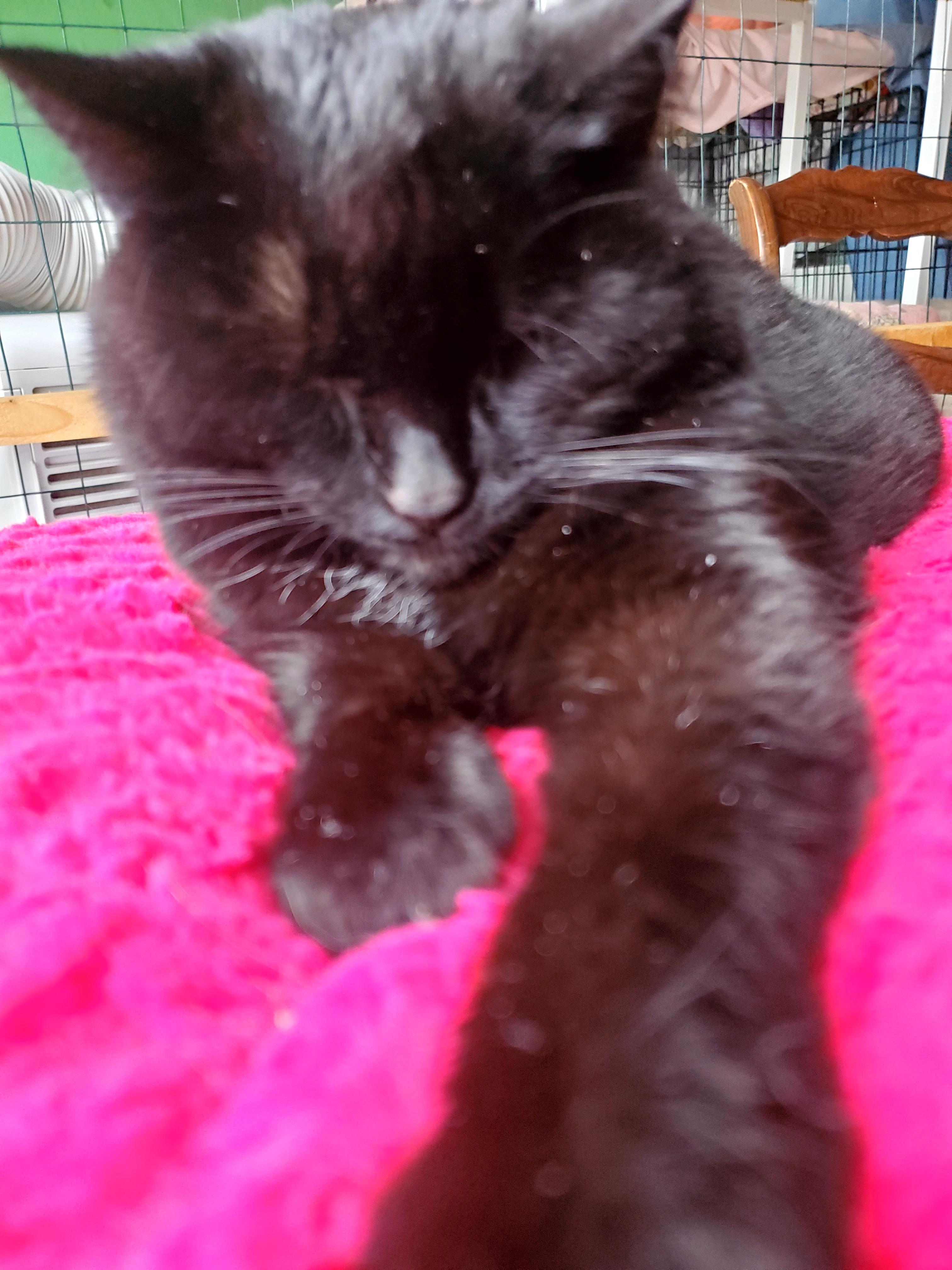 Rose, a Adoptable Domestic Medium Hair in Gladwin, MI image 2/6