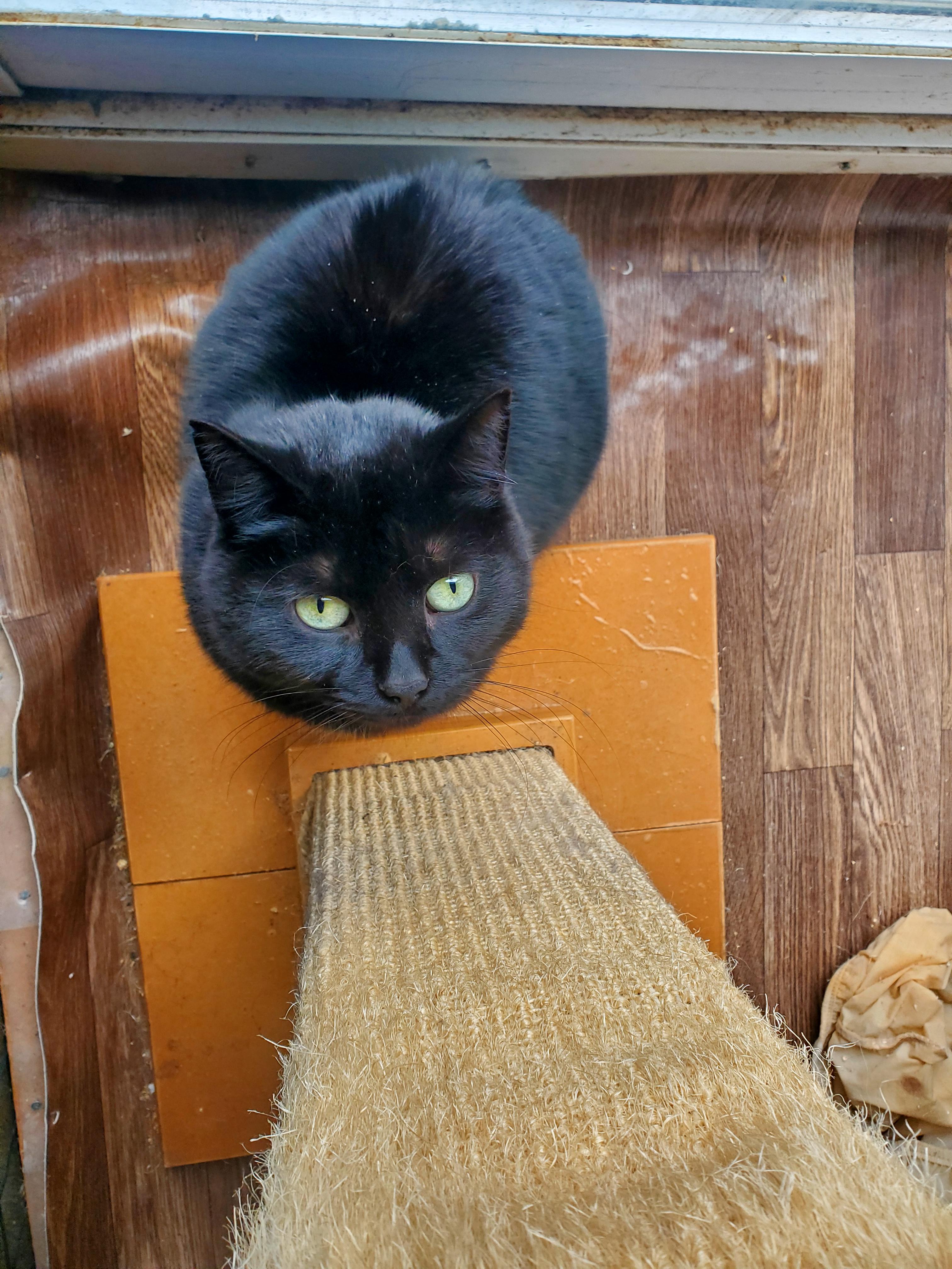 Rose, a Adoptable Domestic Medium Hair in Gladwin, MI image 6/6