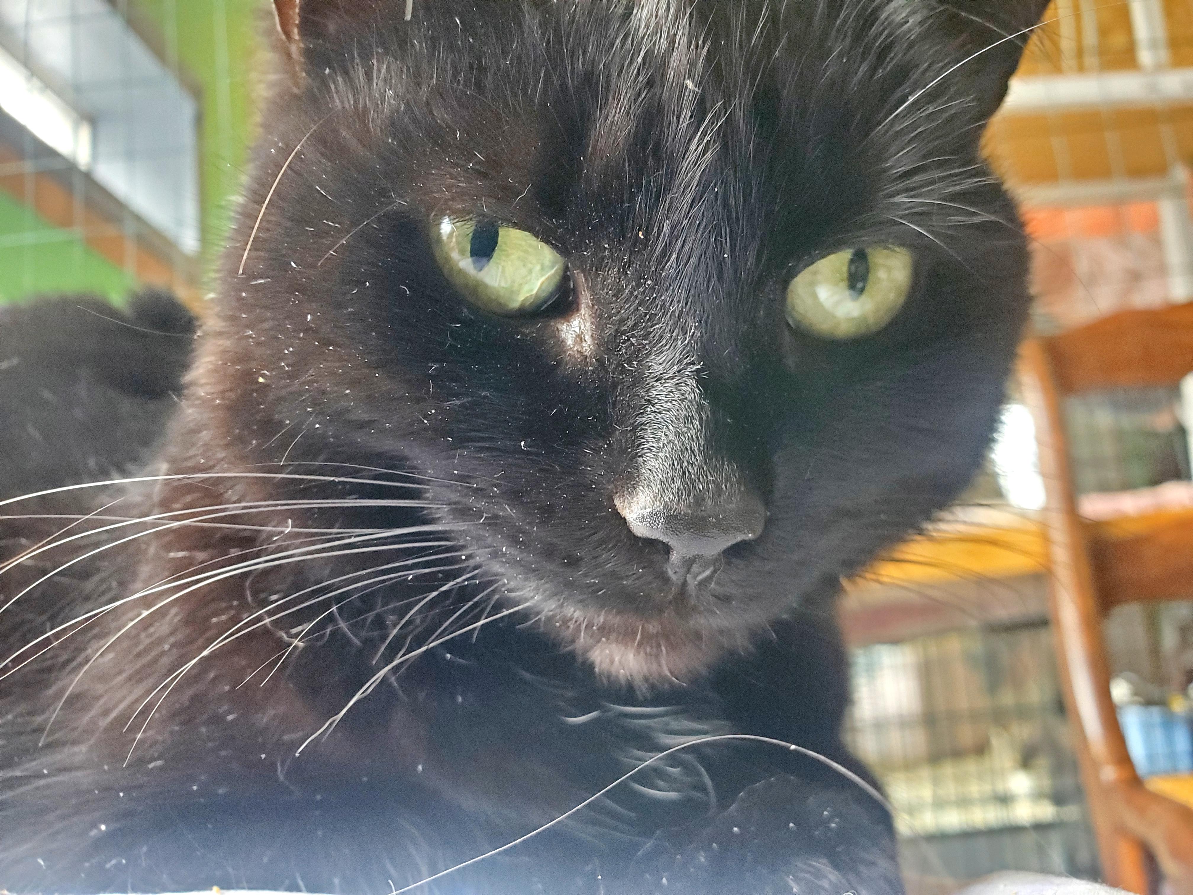 Rose, a Adoptable Domestic Medium Hair in Gladwin, MI image 5/6