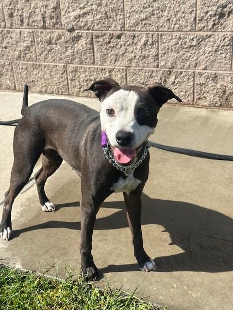 Panda, Adoptable, Adult Female American Staffordshire Terrier.
