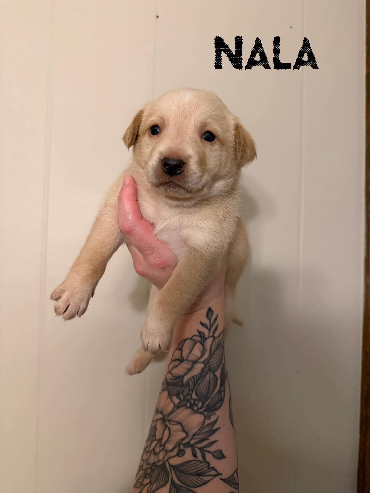 Nala, adopted, Young Female Labrador Retriever.