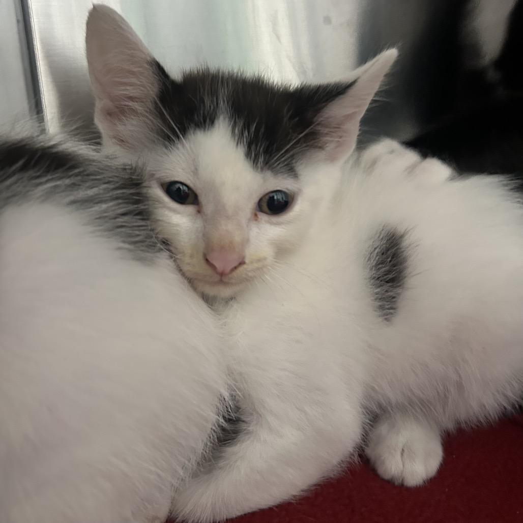 Ludo, Adoptable, Kitten Male Domestic Short Hair.