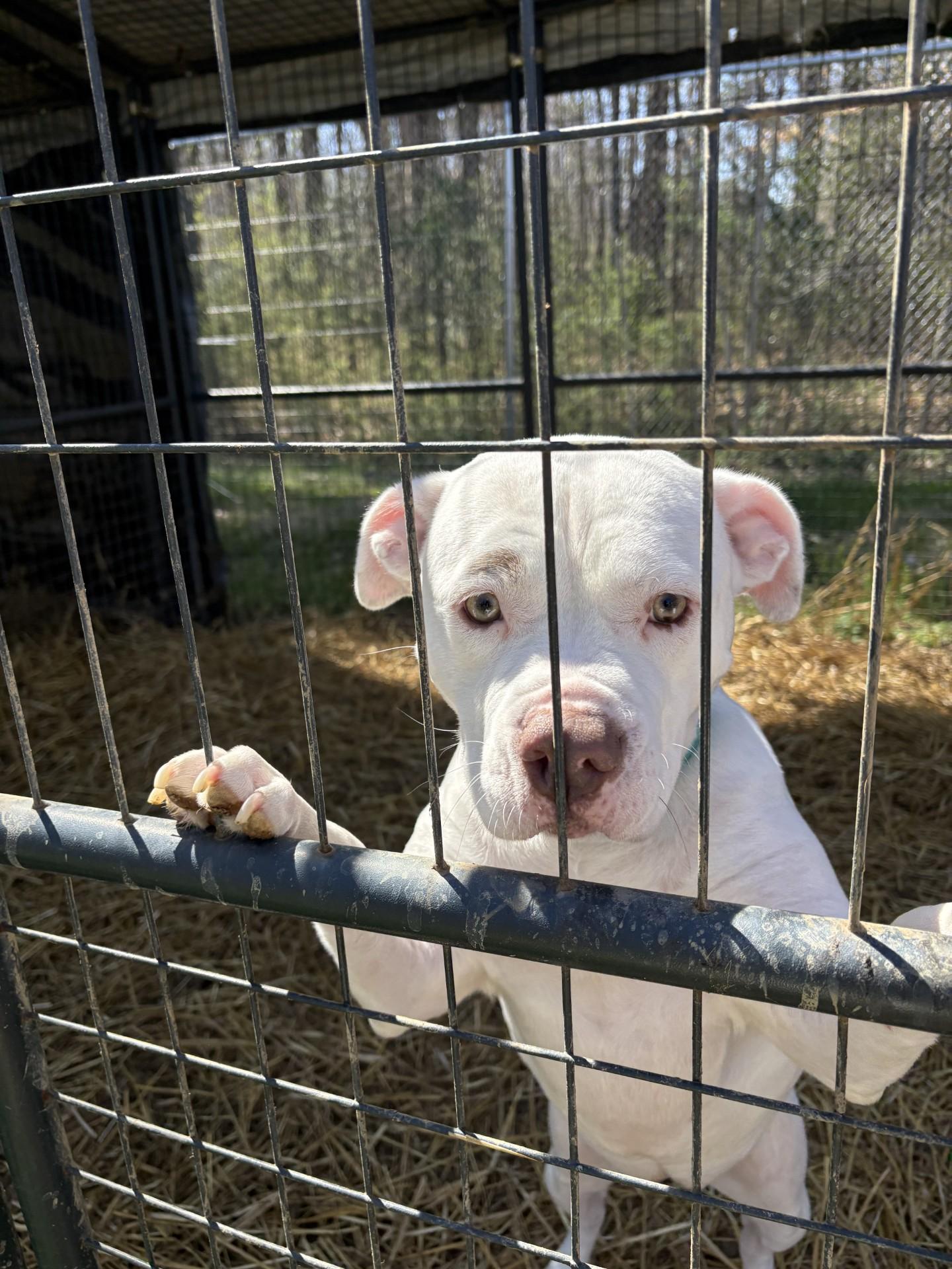 Enlarge Maybelline, a ADOPTABLE Pit Bull Terrier in Ashland, VA image 5/6