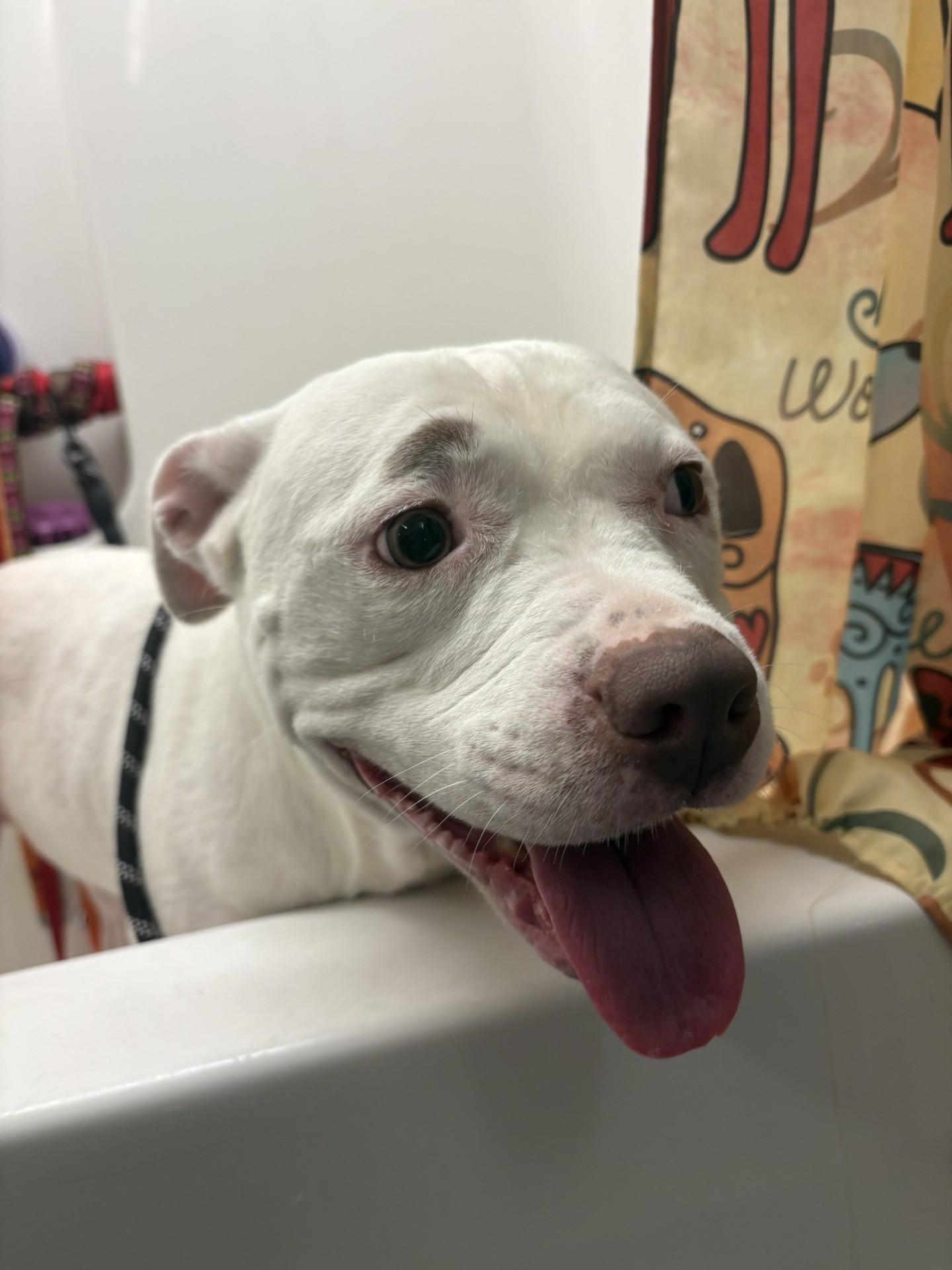 Enlarge Maybelline, a ADOPTABLE Pit Bull Terrier in Ashland, VA image 2/6