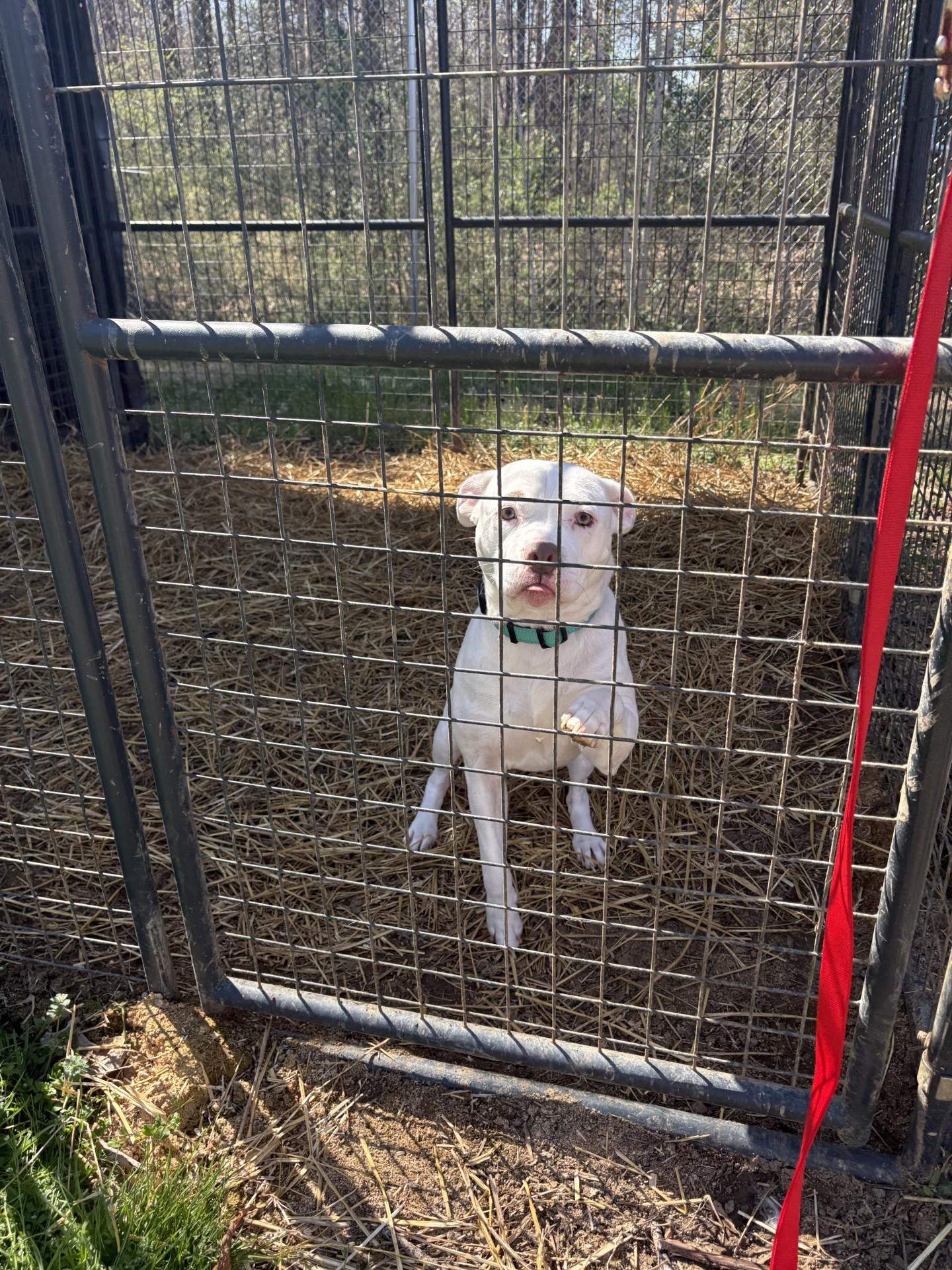 Enlarge Maybelline, a ADOPTABLE Pit Bull Terrier in Ashland, VA image 6/6