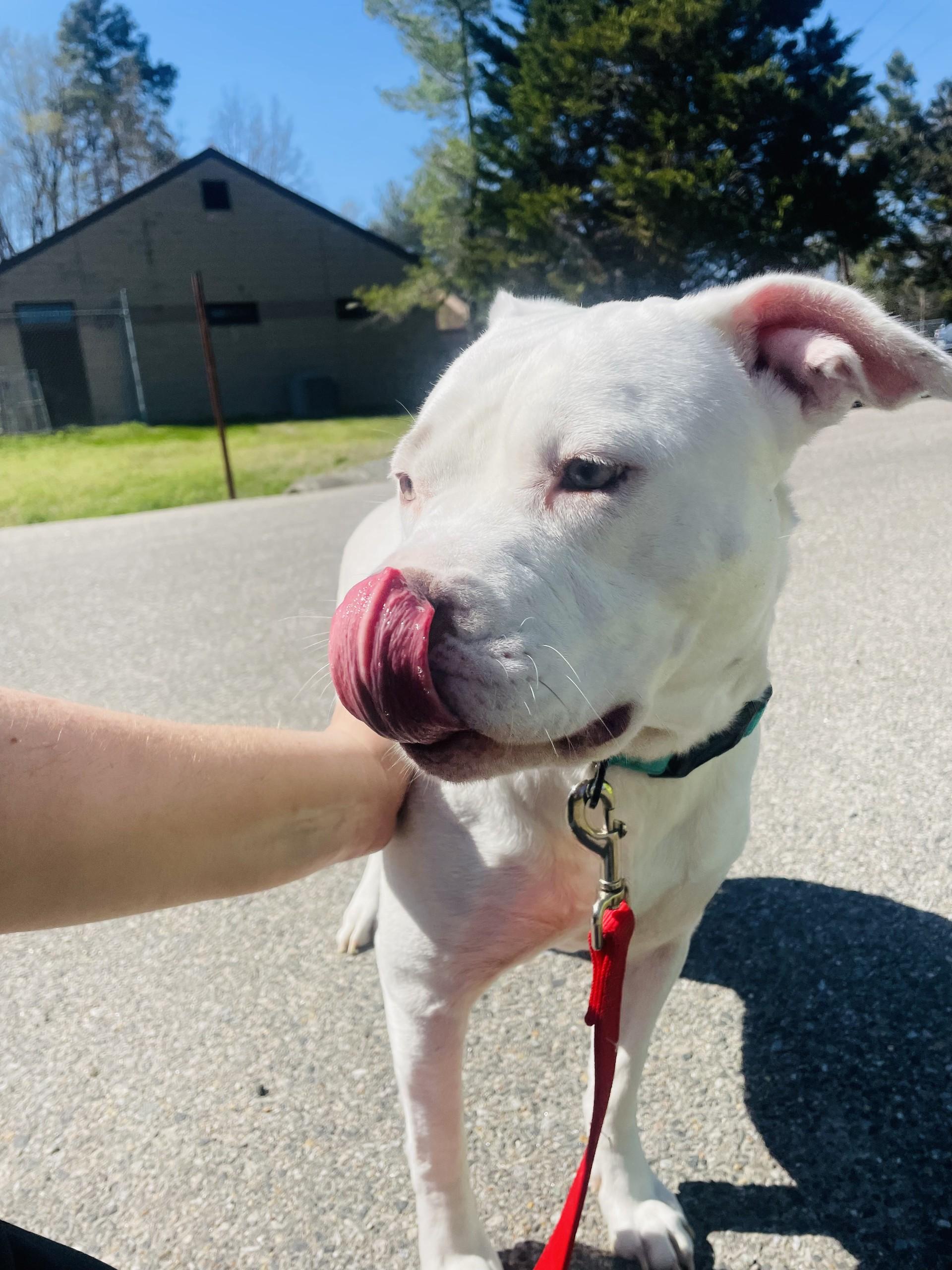 Enlarge Maybelline, a ADOPTABLE Pit Bull Terrier in Ashland, VA image 3/6