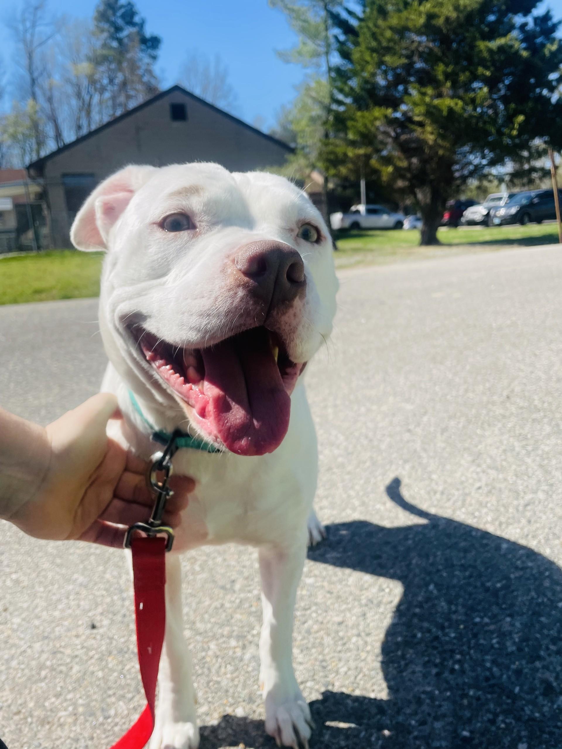 Maybelline, ADOPTABLE, Adult Female Pit Bull Terrier.