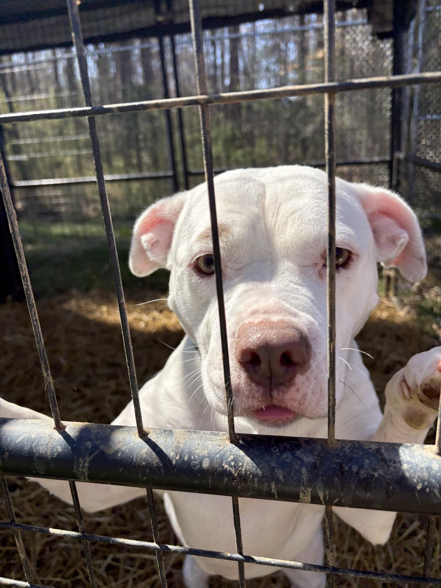 Enlarge Maybelline, a ADOPTABLE Pit Bull Terrier in Ashland, VA image 4/6