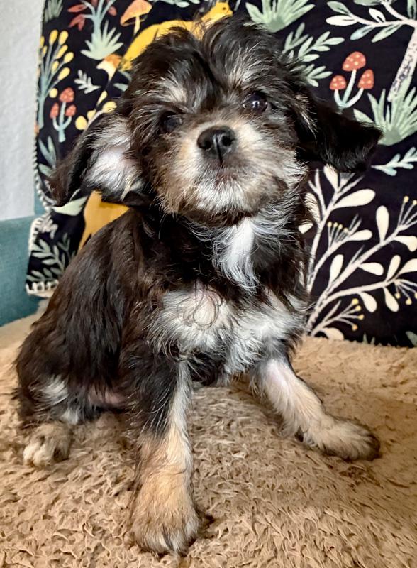 Enlarge Sage, an adopted mixed breed in Oklahoma City, OK image 1/1