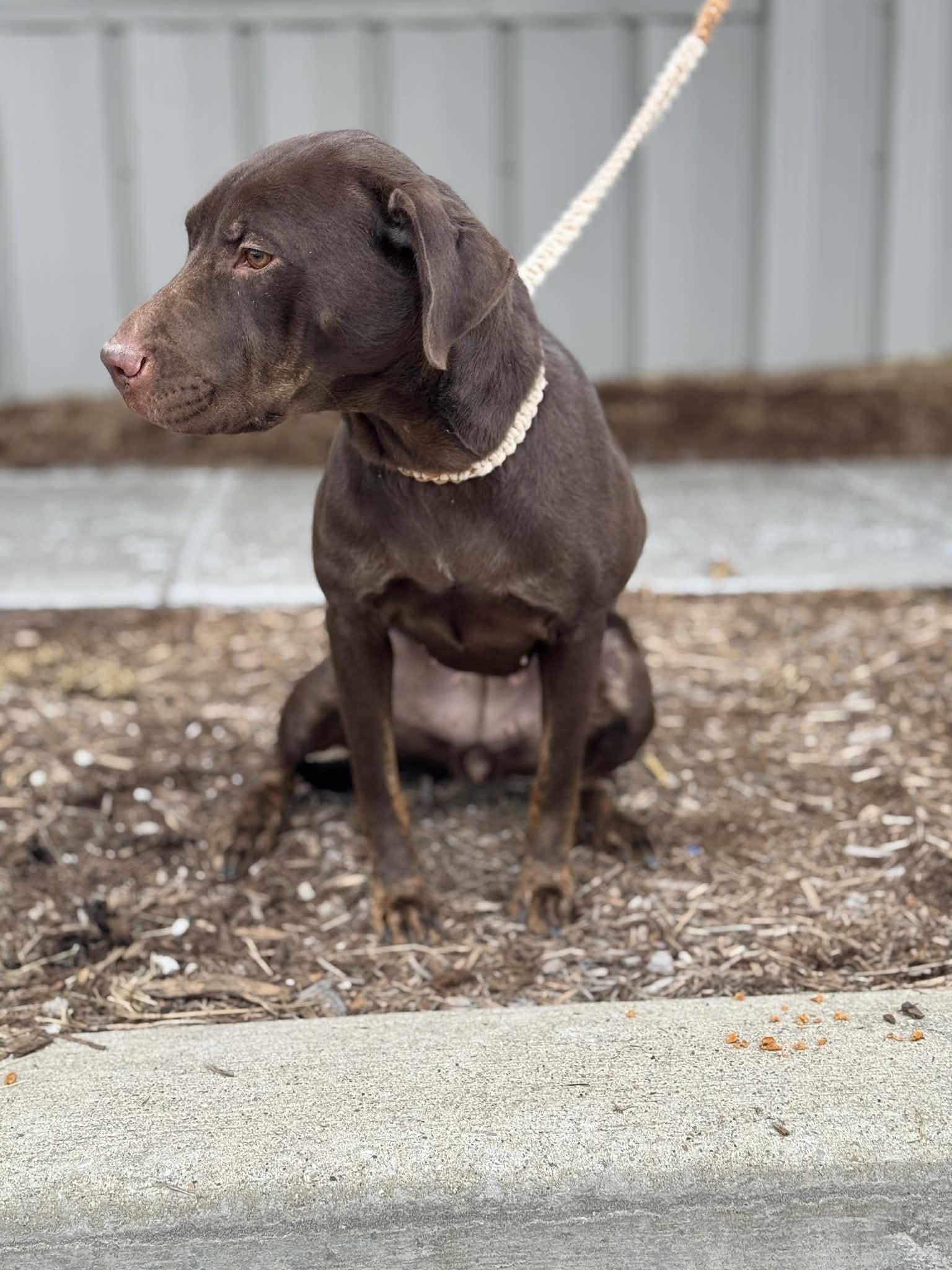 Enlarge Zuri, a ADOPTABLE Mixed Breed in Benton Harbor, MI image 2/6