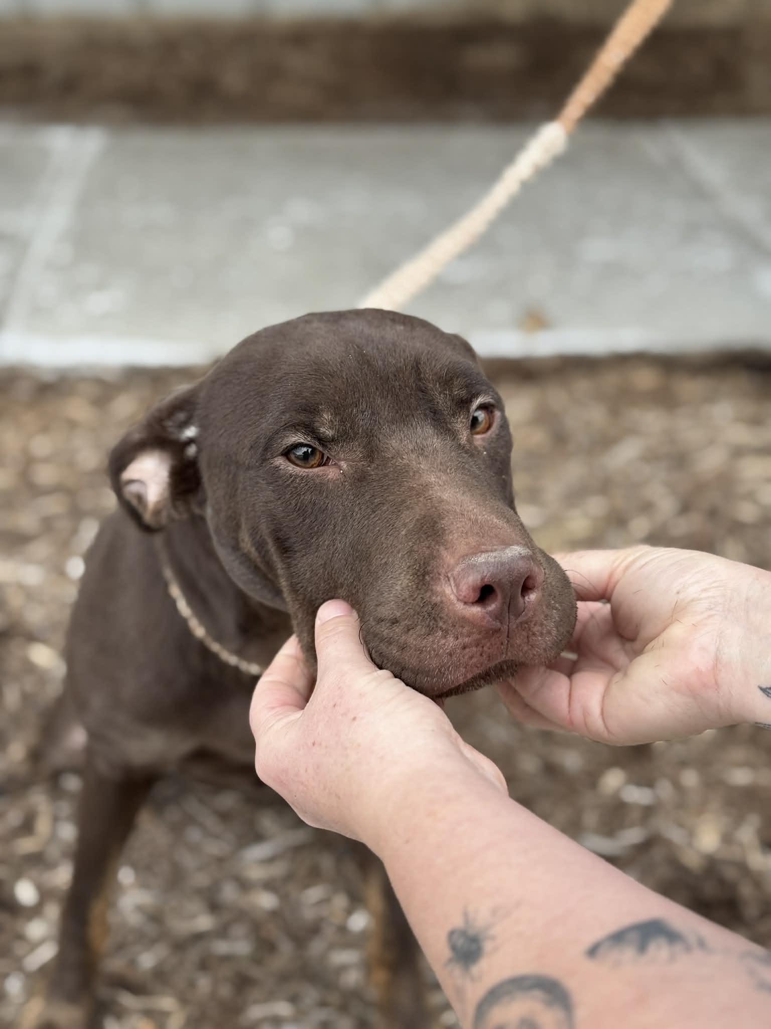 Enlarge Zuri, a ADOPTABLE Mixed Breed in Benton Harbor, MI image 4/6