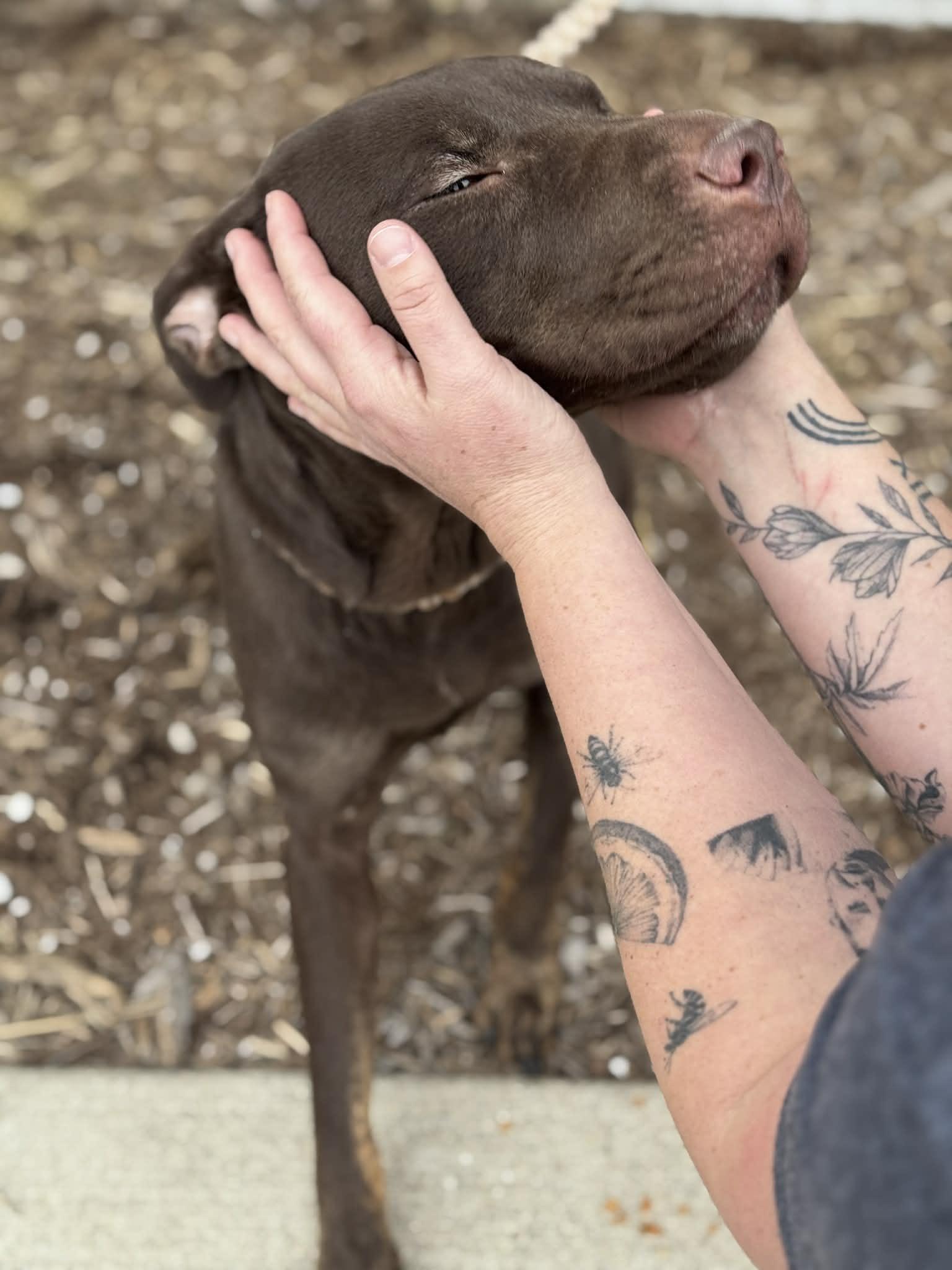 Enlarge Zuri, a ADOPTABLE Mixed Breed in Benton Harbor, MI image 5/6