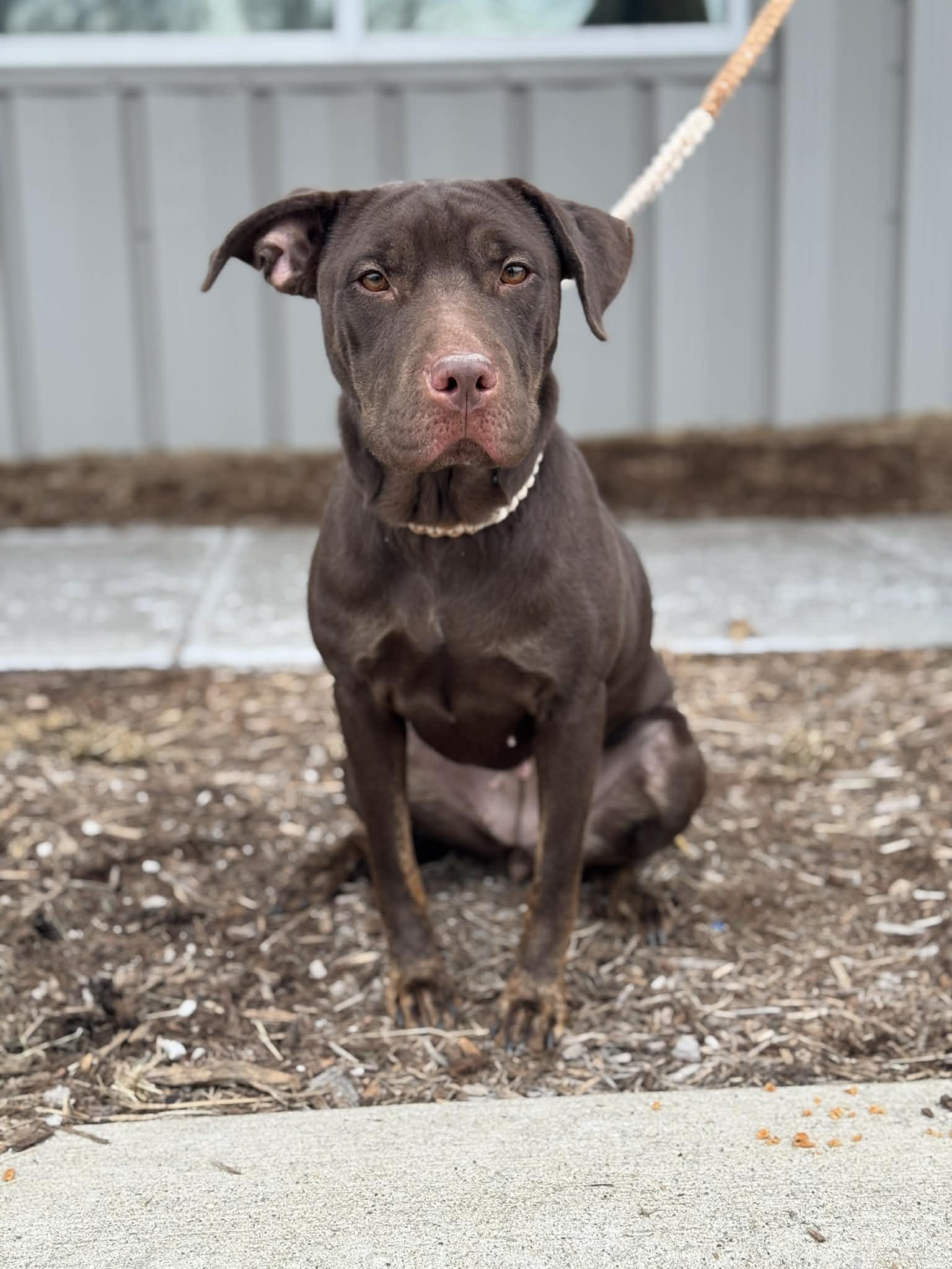 Enlarge Zuri, a ADOPTABLE Mixed Breed in Benton Harbor, MI image 6/6
