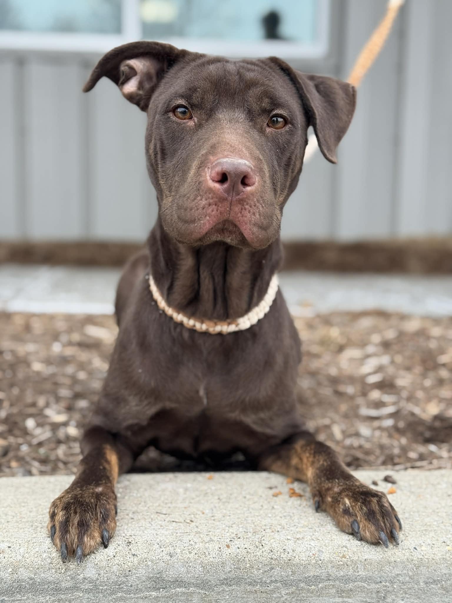 Zuri, ADOPTABLE, Adult Female Mixed Breed.