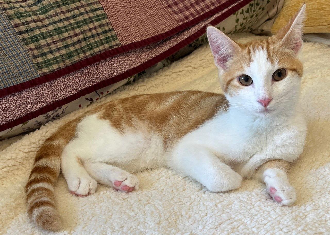 Enlarge Yuzu, a Adoptable mixed breed in San Jose, CA image 1/3