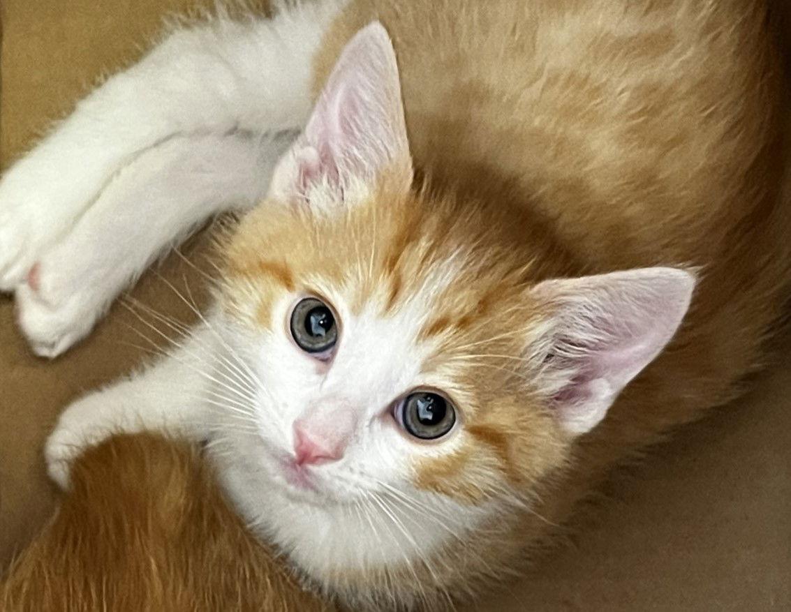 Enlarge Yuzu, a Adoptable mixed breed in San Jose, CA image 2/3