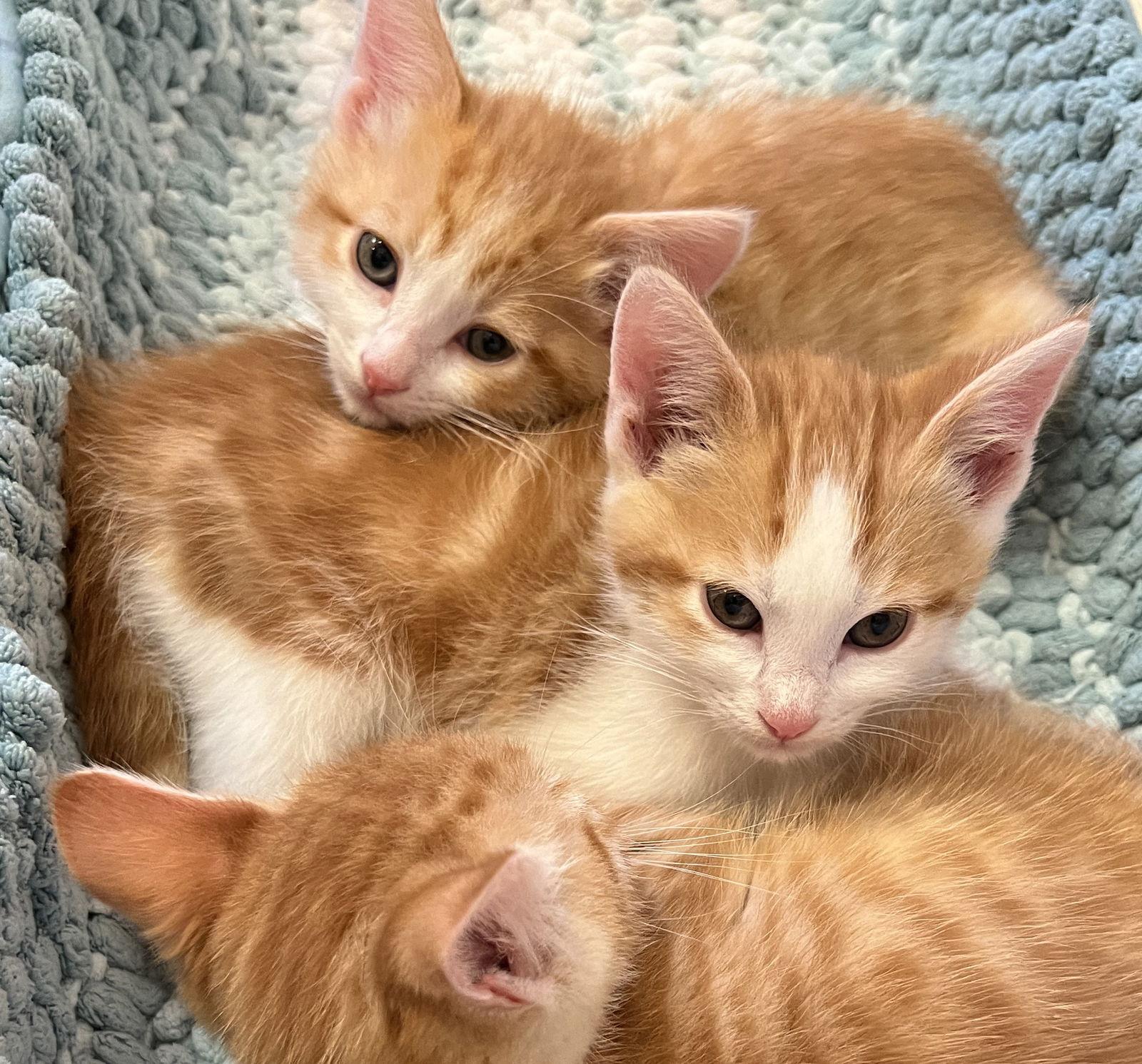 Enlarge Yuzu, a Adoptable mixed breed in San Jose, CA image 3/3