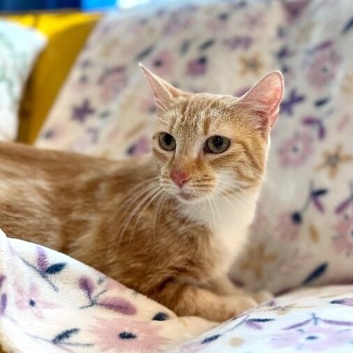 Avril Taylor — thumbnail 4