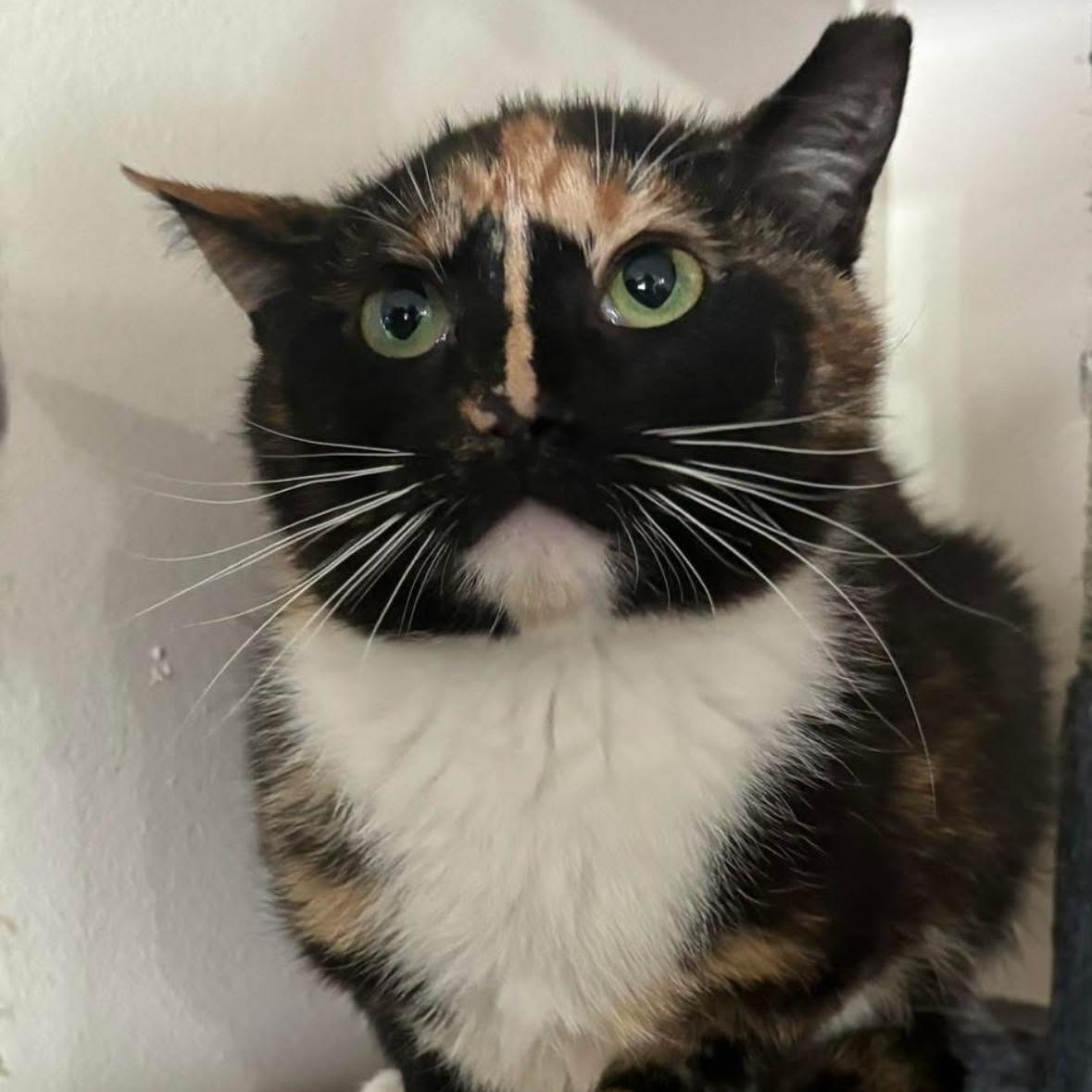 Eclair, ADOPTABLE, Young Female Domestic Short Hair.