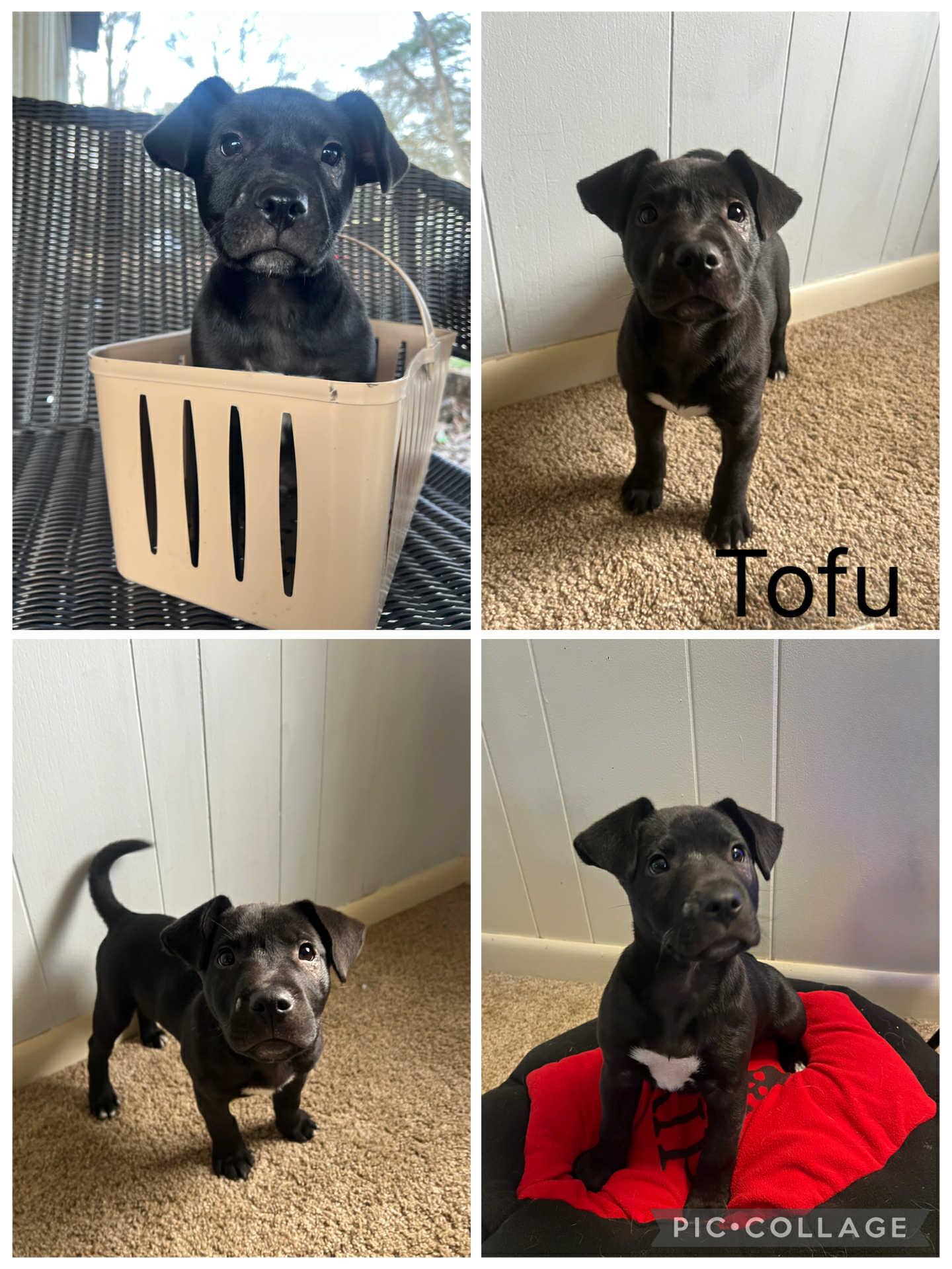 Enlarge Tofu, an adopted mixed breed in Enterprise, AL image 1/1