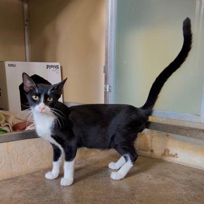 Jack Skellington, Adoptable, Young Male Domestic Short Hair & Domestic Short Hair.