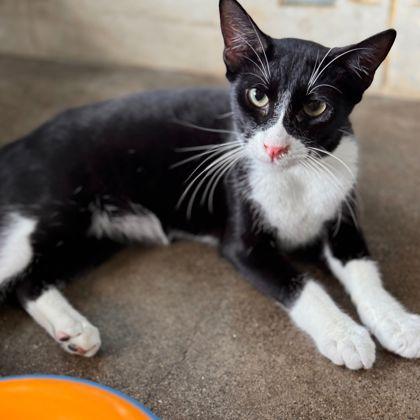 Jack Skellington, a Adoptable Domestic Short Hair in Honolulu, HI image 2/3