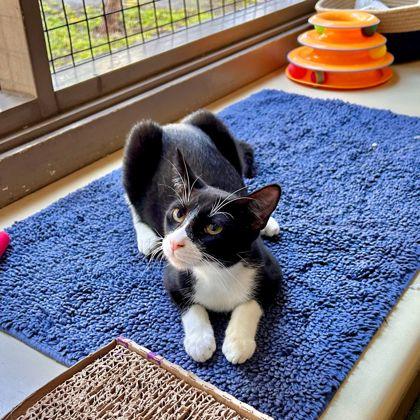 Jack Skellington, a Adoptable Domestic Short Hair in Honolulu, HI image 3/3