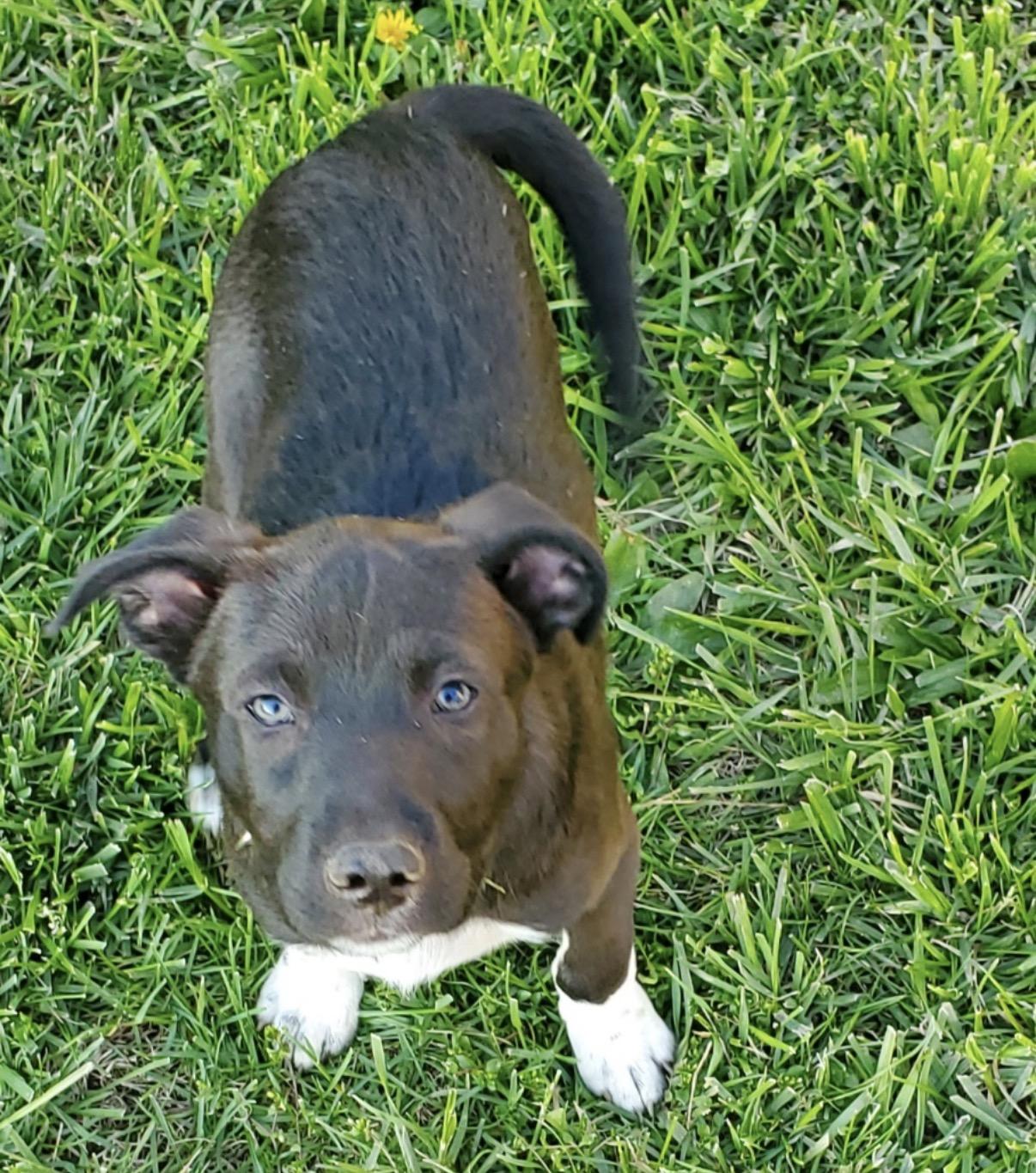 Enlarge Daniel, a ADOPTABLE Mixed Breed in Maineville, OH image 3/6