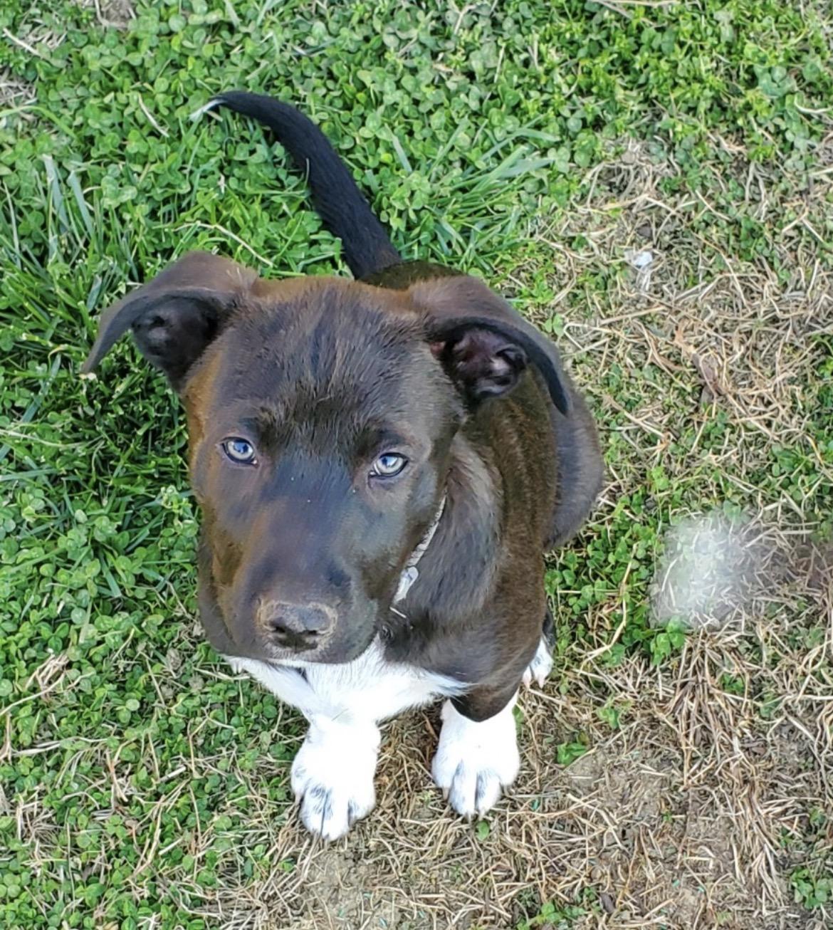 Daniel, ADOPTABLE, Puppy Male Mixed Breed.