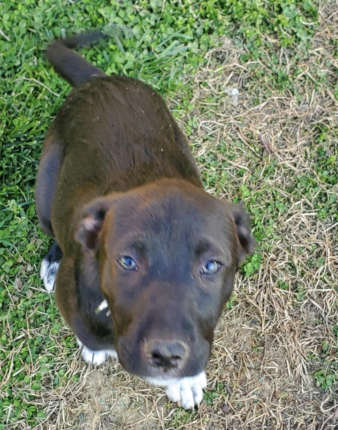 Enlarge Daniel, a ADOPTABLE Mixed Breed in Maineville, OH image 5/6