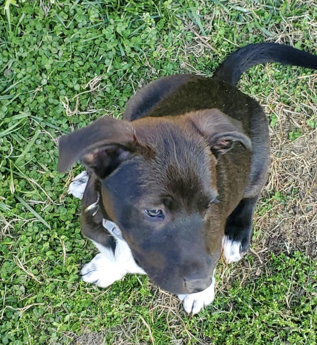 Enlarge Daniel, a ADOPTABLE Mixed Breed in Maineville, OH image 6/6