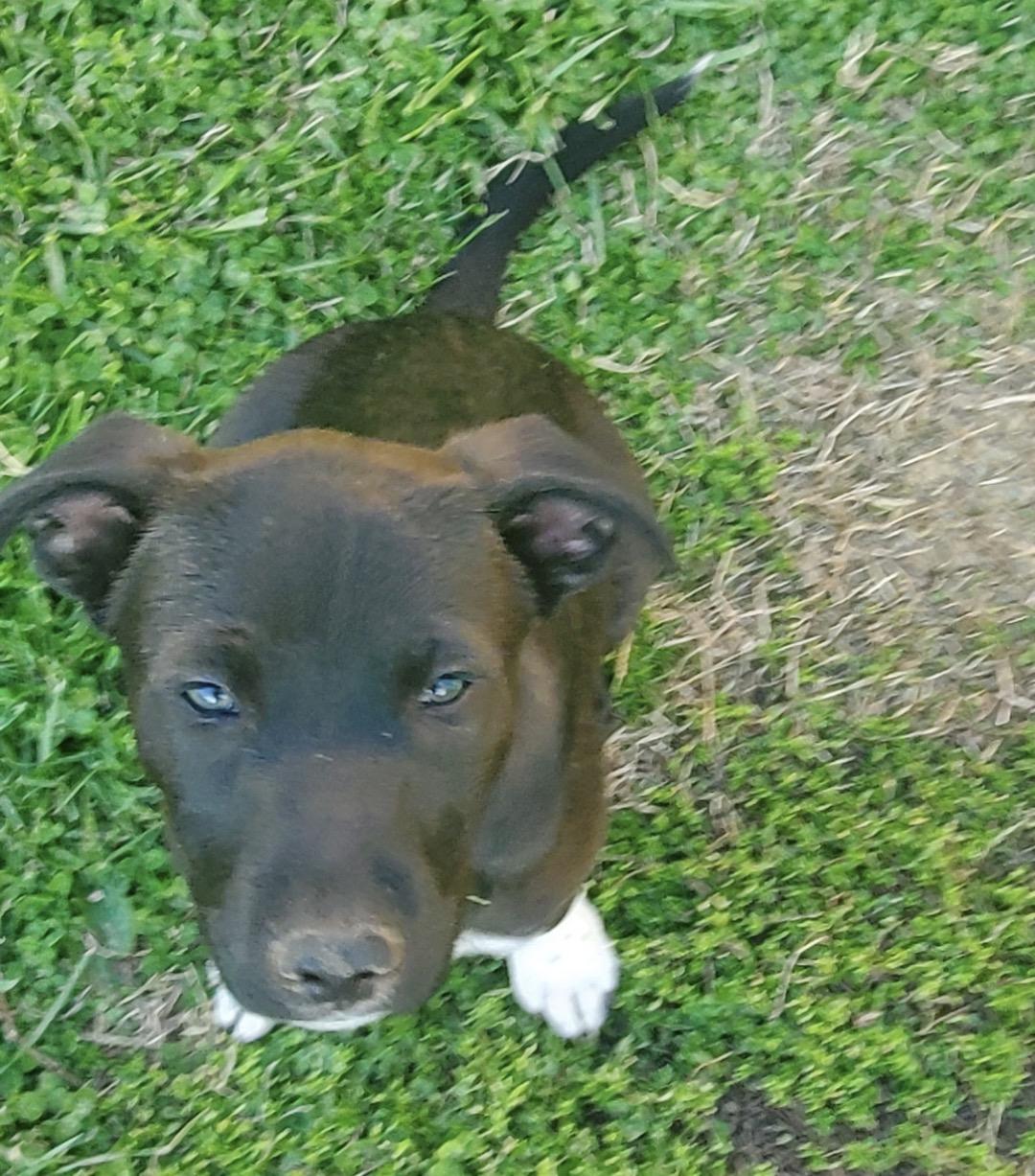 Enlarge Daniel, a ADOPTABLE Mixed Breed in Maineville, OH image 4/6