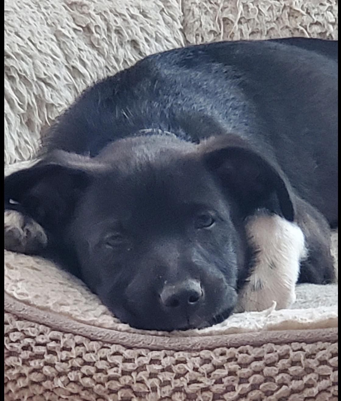 Enlarge Daniel, a ADOPTABLE Mixed Breed in Maineville, OH image 2/6