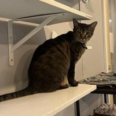 Cordelia — thumbnail 3