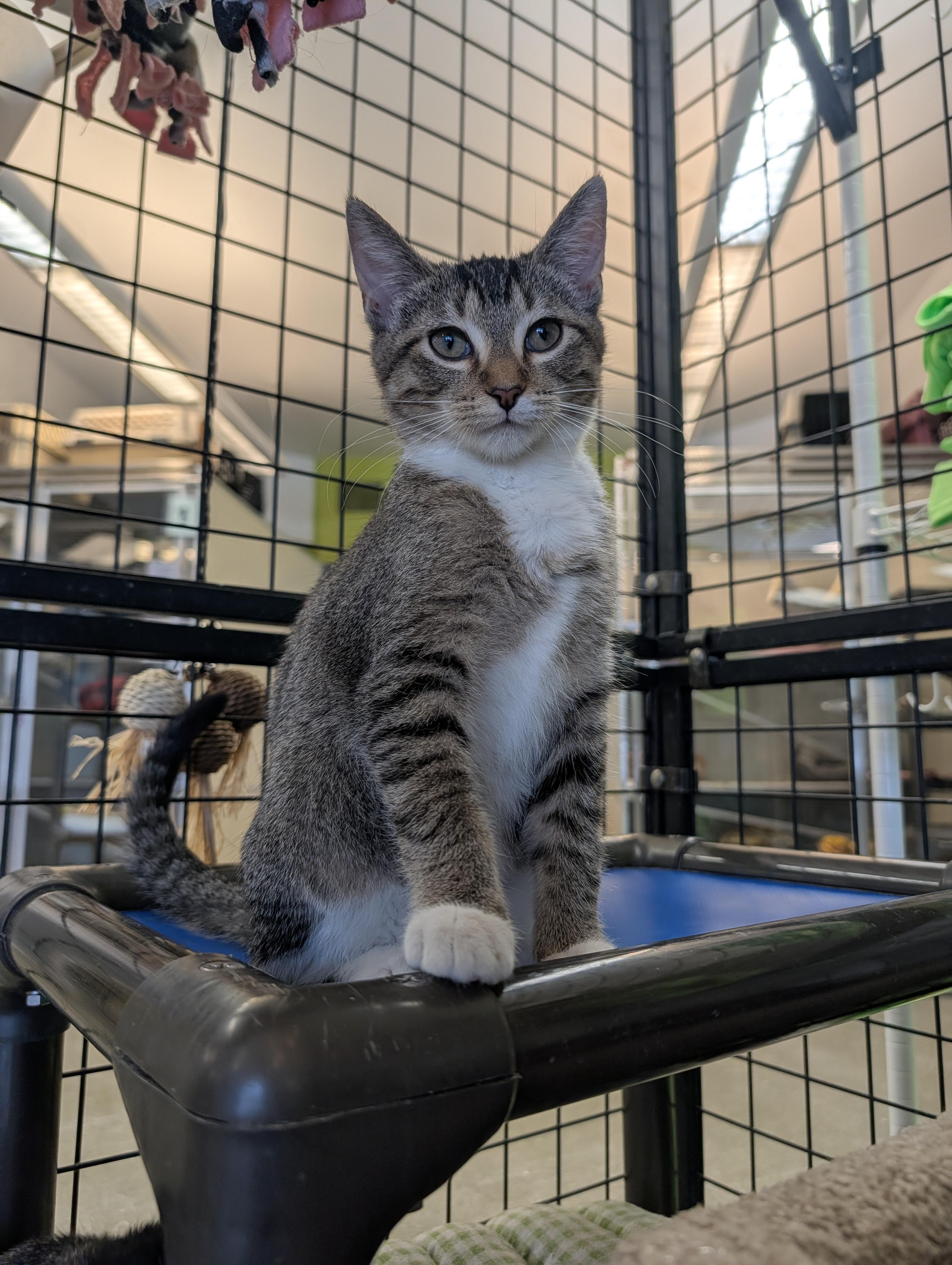 Suede, an adopted mixed breed in Mount Pleasant, MI image 2/3