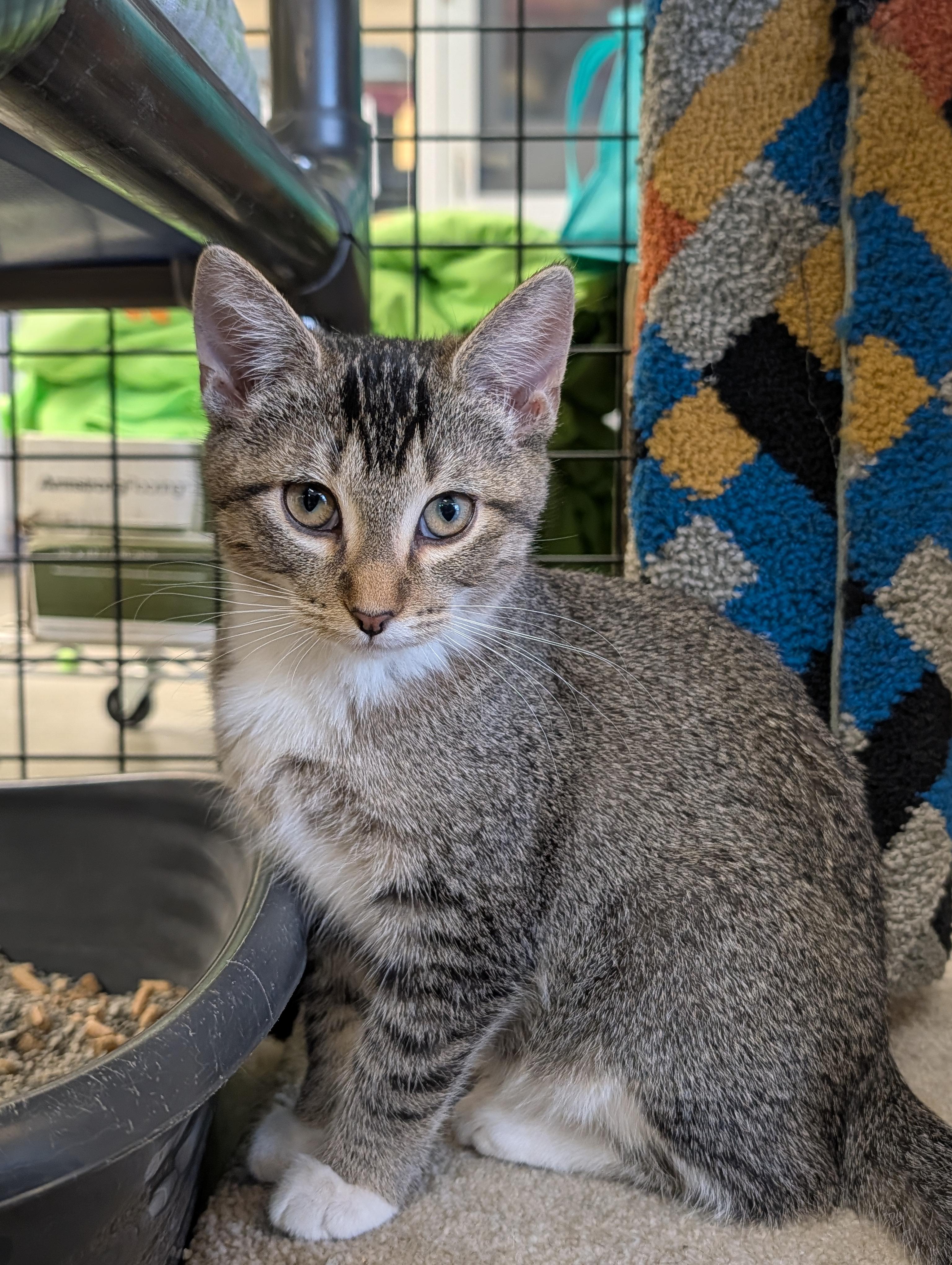 Suede, an adopted mixed breed in Mount Pleasant, MI image 1/3