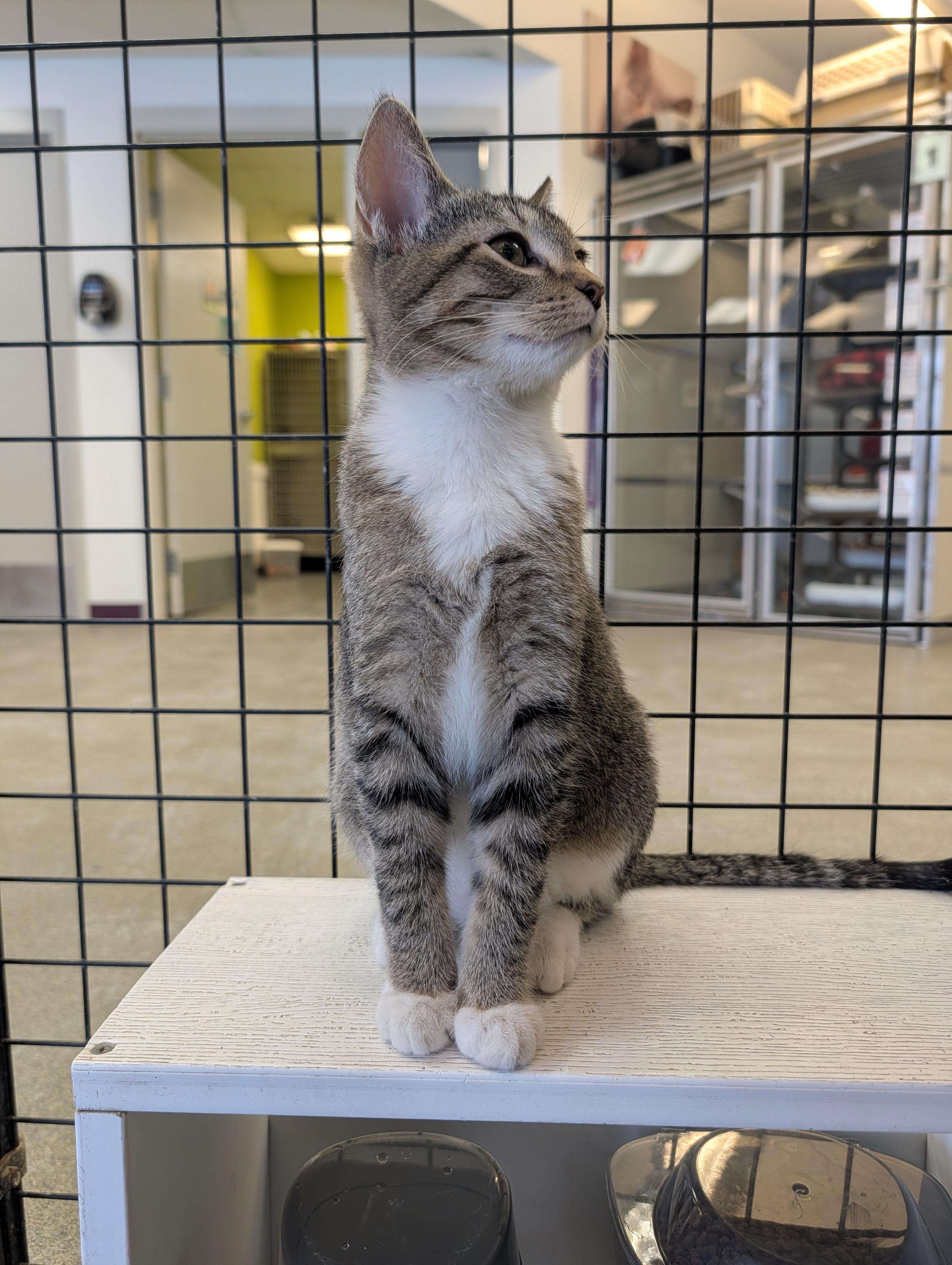 Suede, an adopted mixed breed in Mount Pleasant, MI image 3/3