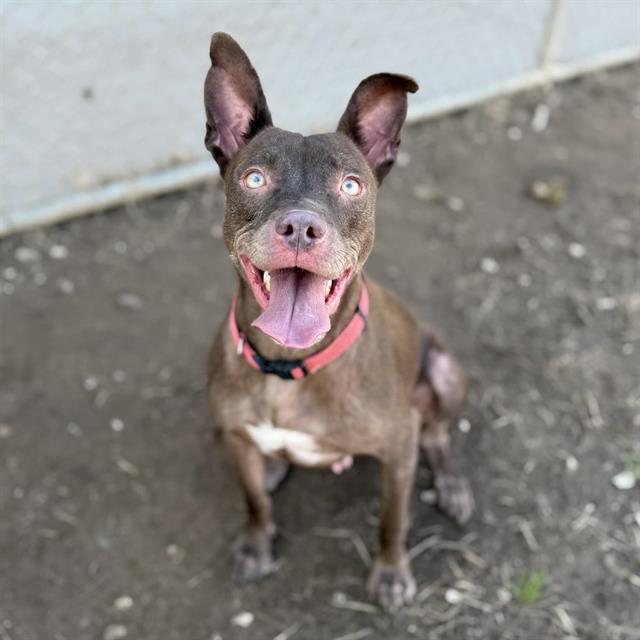 PUFFY, Adoptable, Young Female Staffordshire Bull Terrier & Mixed Breed.