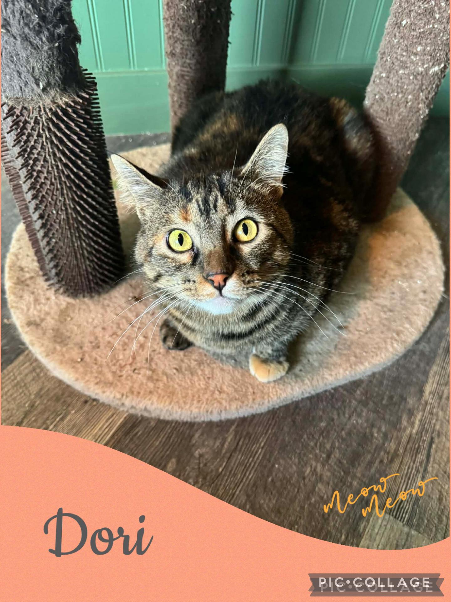 Enlarge Dori, a Adoptable Domestic Short Hair in Twin Falls, ID image 1/6