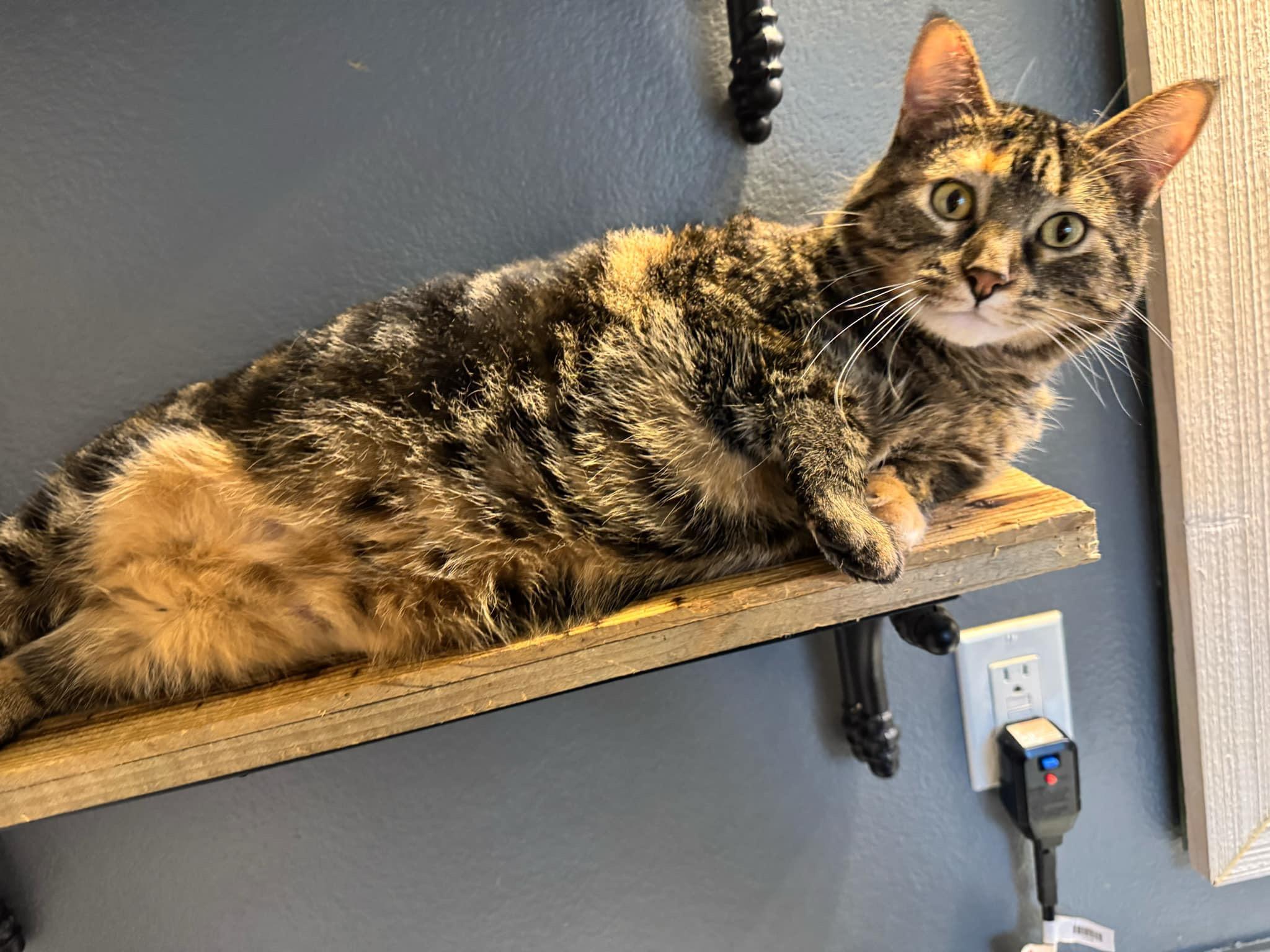 Enlarge Dori, a Adoptable Domestic Short Hair in Twin Falls, ID image 2/6