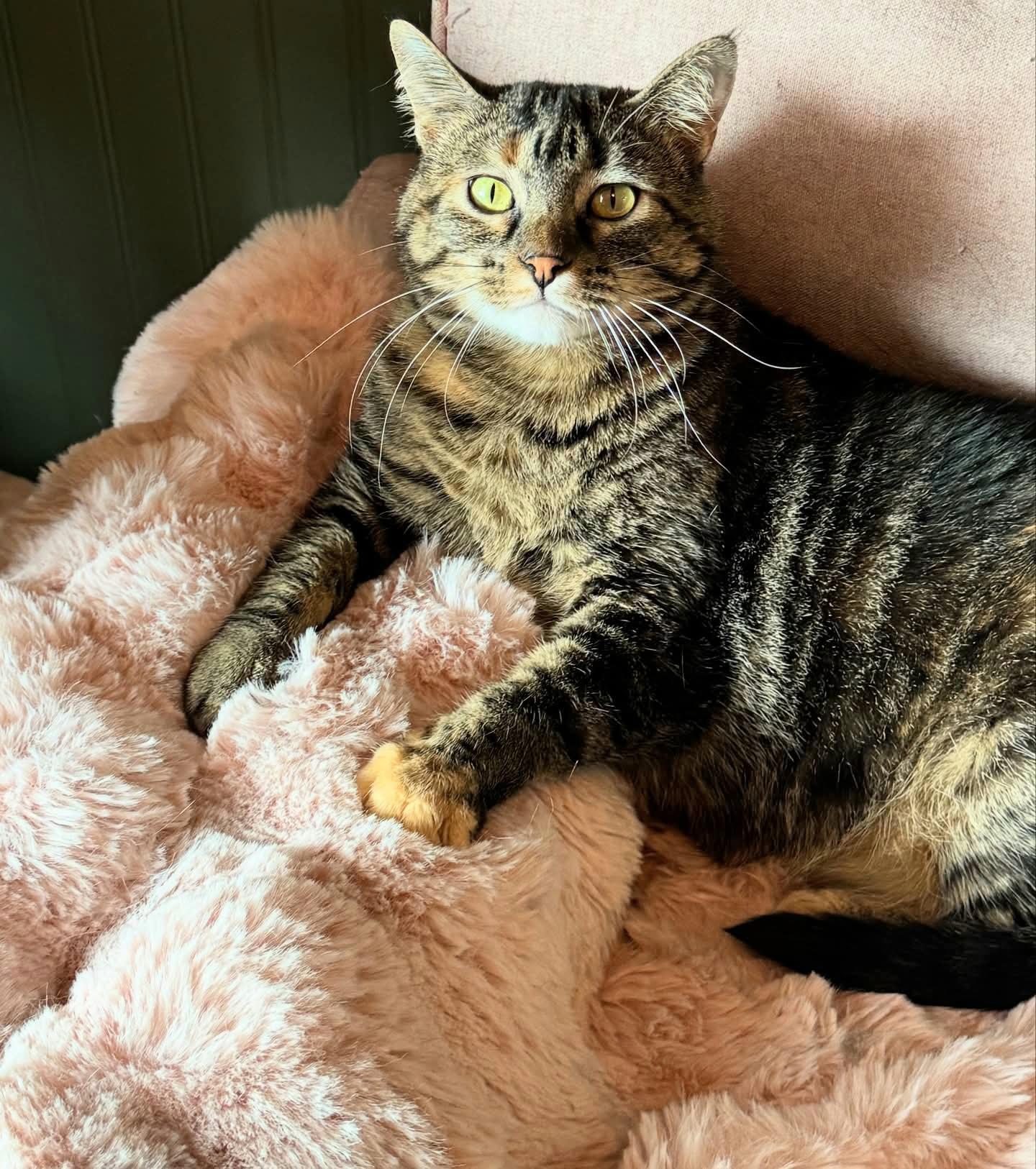 Enlarge Dori, a Adoptable Domestic Short Hair in Twin Falls, ID image 4/6