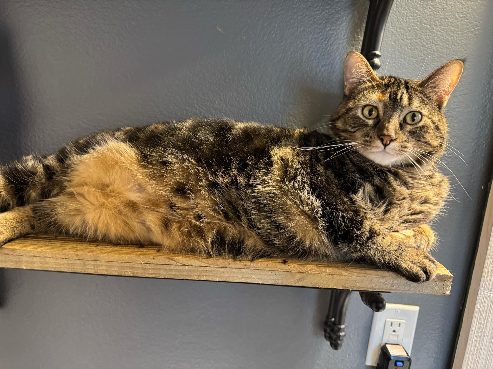 Enlarge Dori, a Adoptable Domestic Short Hair in Twin Falls, ID image 4/6