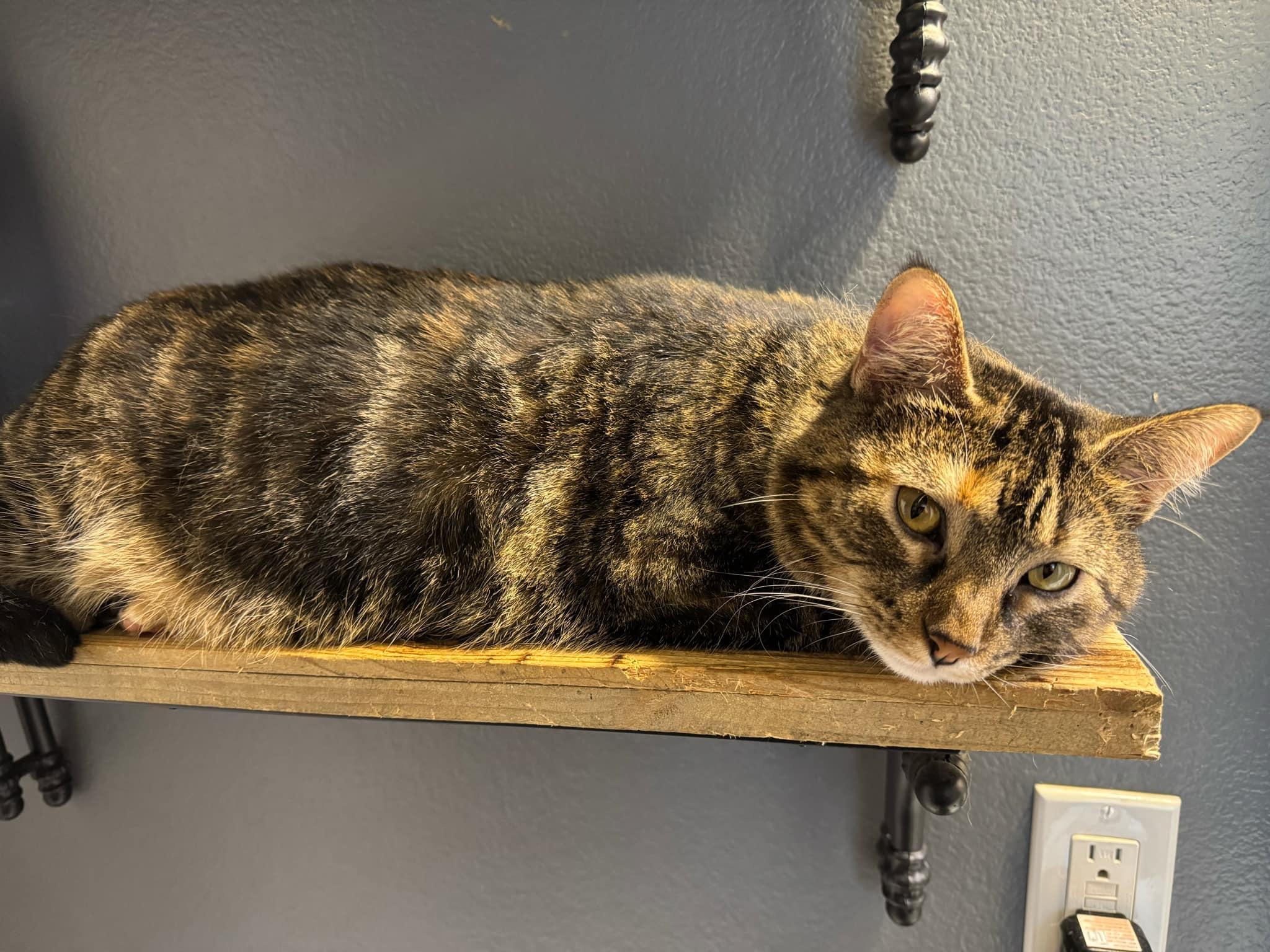 Enlarge Dori, a Adoptable Domestic Short Hair in Twin Falls, ID image 5/6