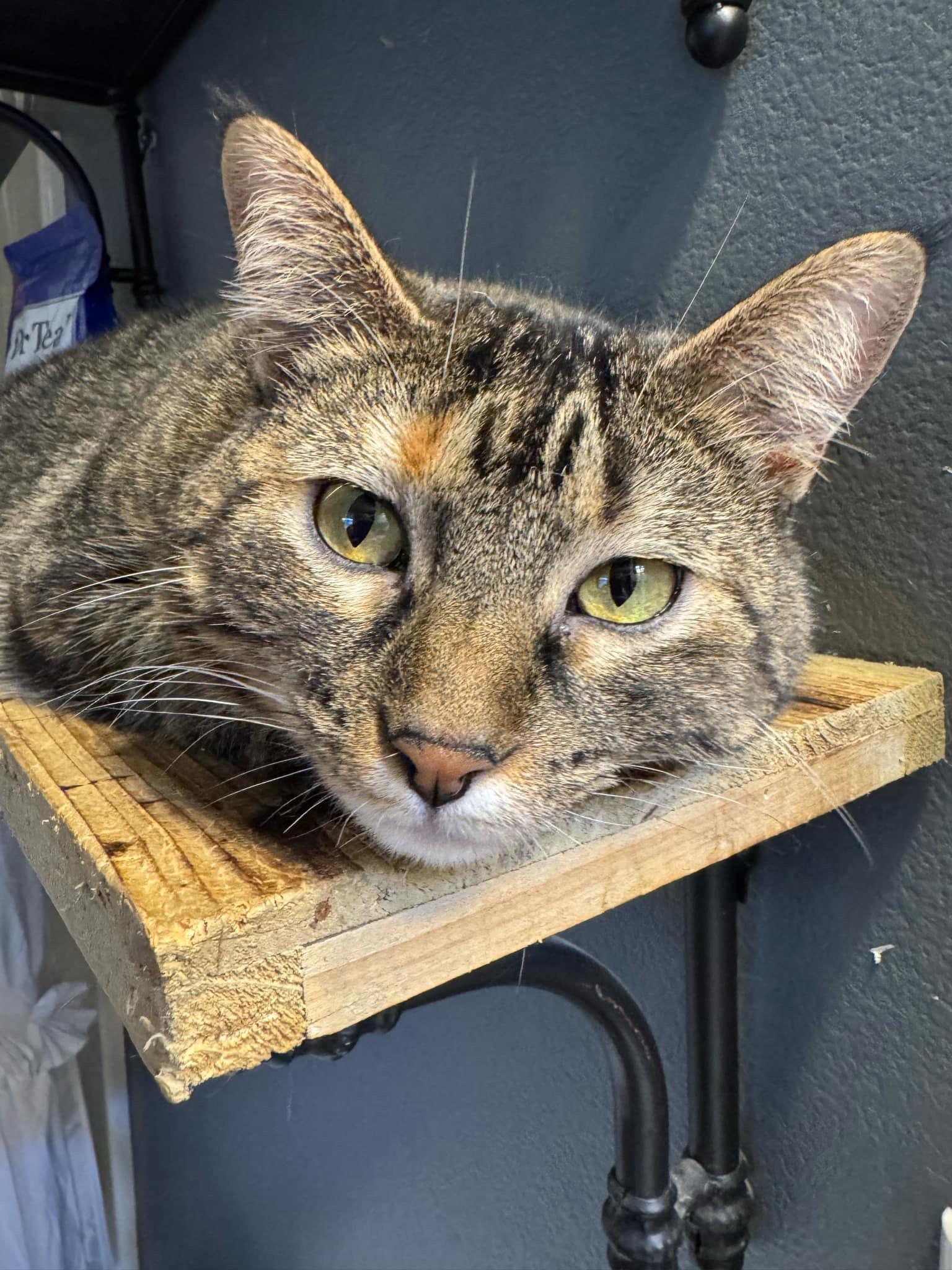 Enlarge Dori, a Adoptable Domestic Short Hair in Twin Falls, ID image 6/6