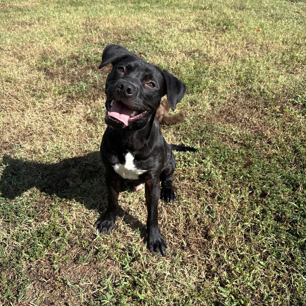 Enlarge Trout, a Adoptable mixed breed in Roxboro, NC image 1/6