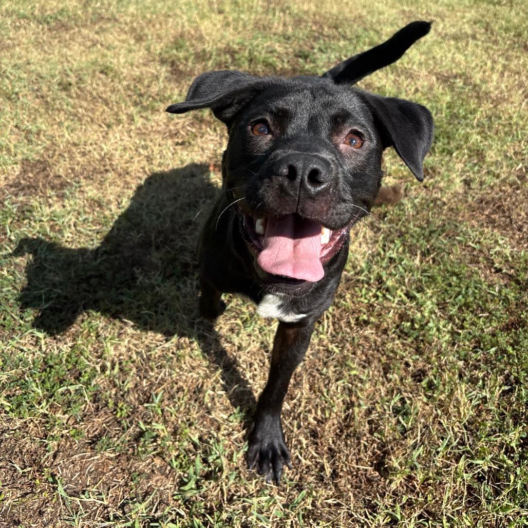 Enlarge Trout, a Adoptable mixed breed in Roxboro, NC image 2/6