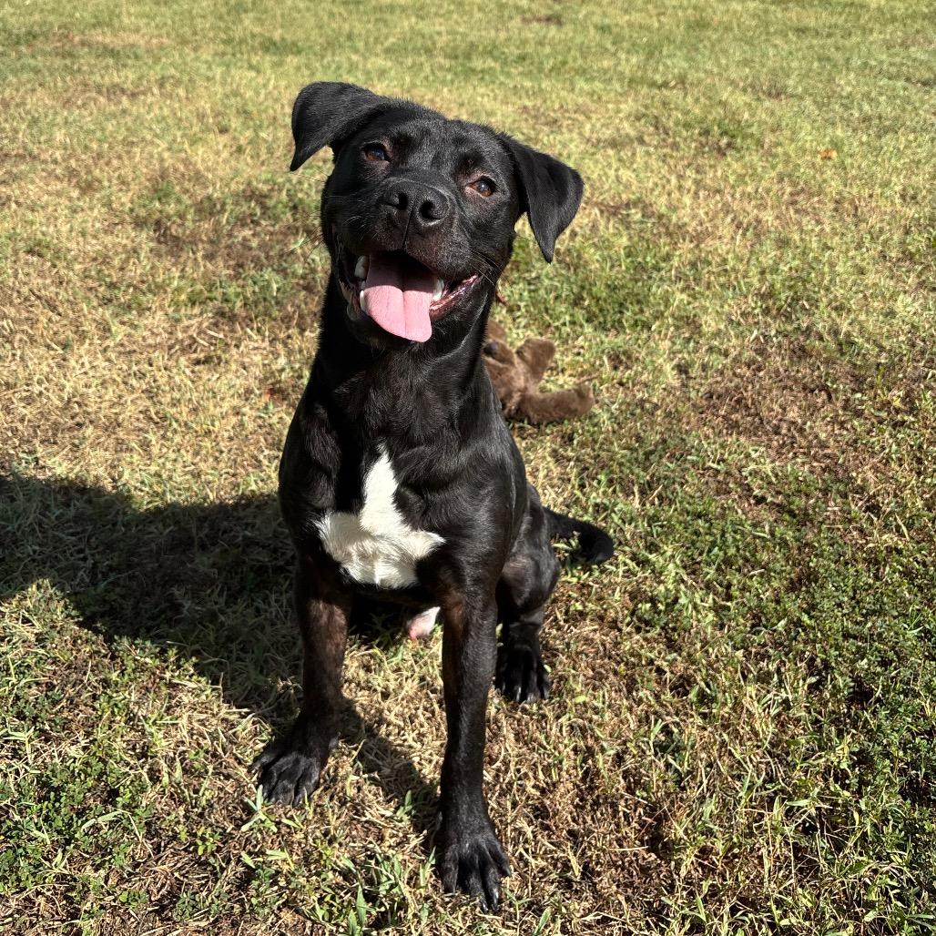 Enlarge Trout, a Adoptable mixed breed in Roxboro, NC image 3/6