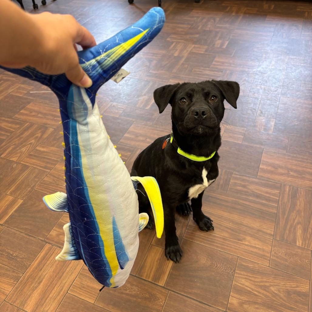 Enlarge Trout, a Adoptable mixed breed in Roxboro, NC image 4/6